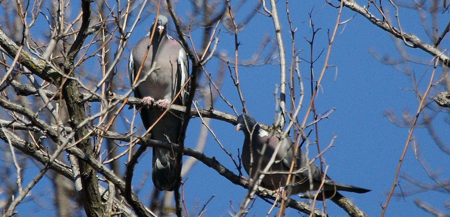 Colombacci 20-02-2022