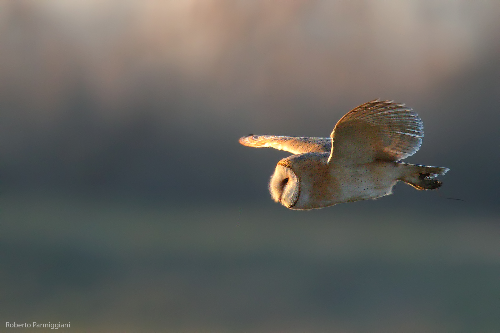 Barn owl flight and last light