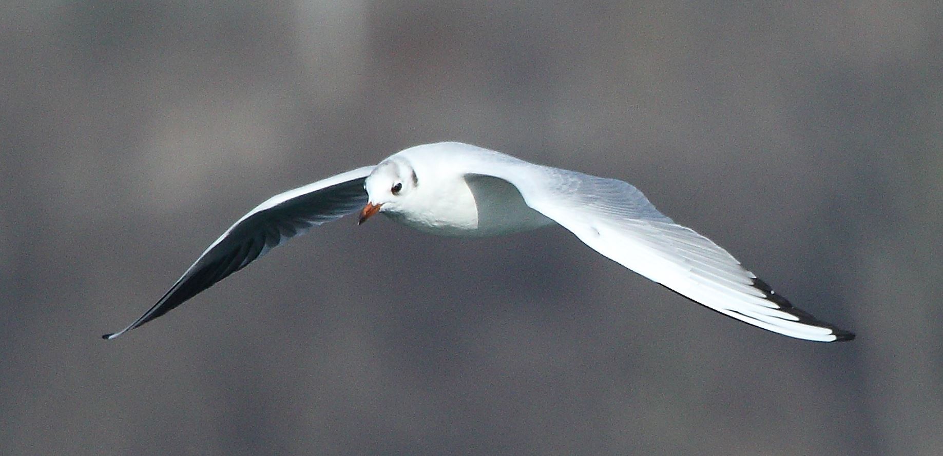 terrestrial gull 20-02-2022