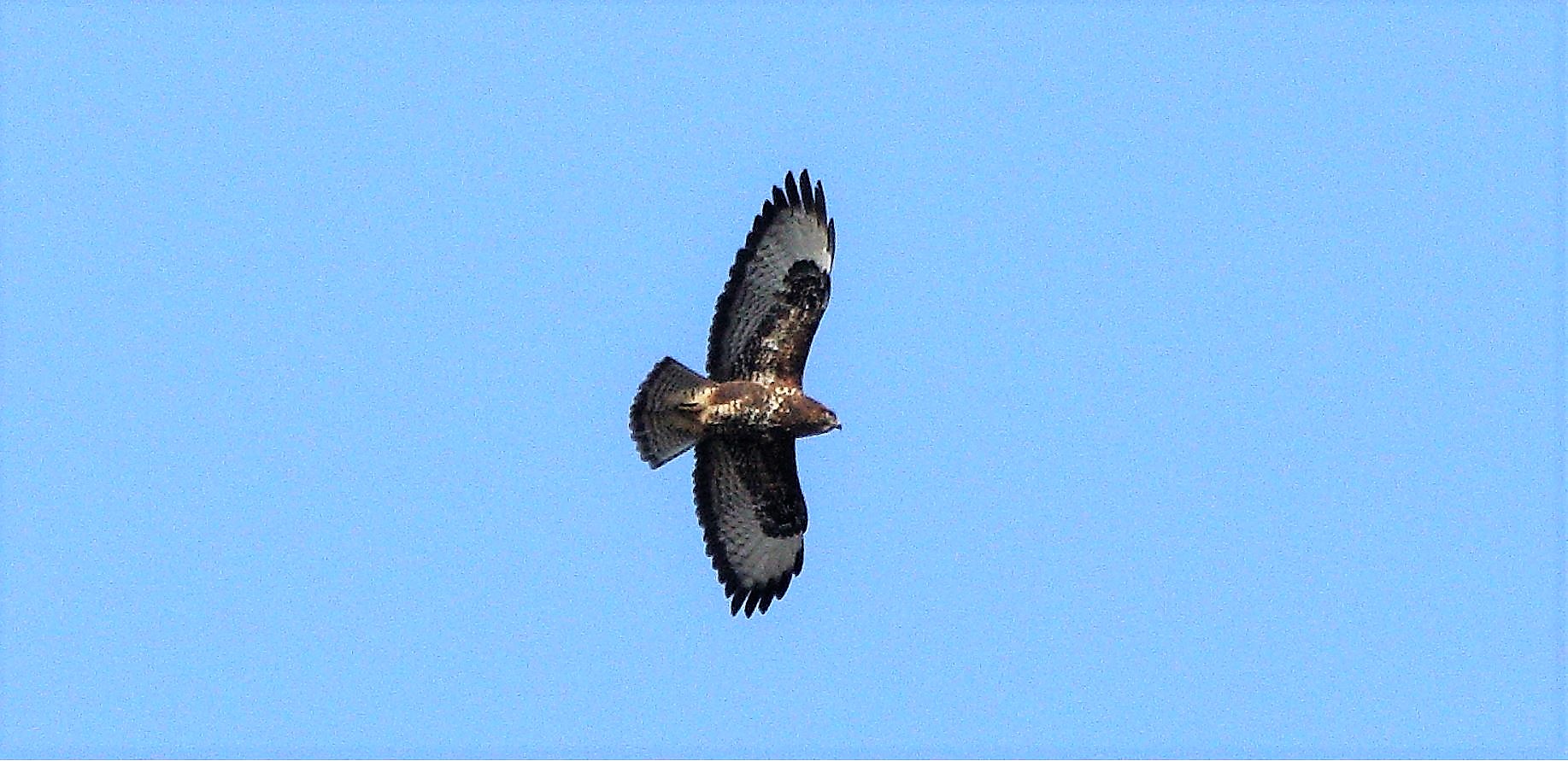 Buzzard 20-02-2022