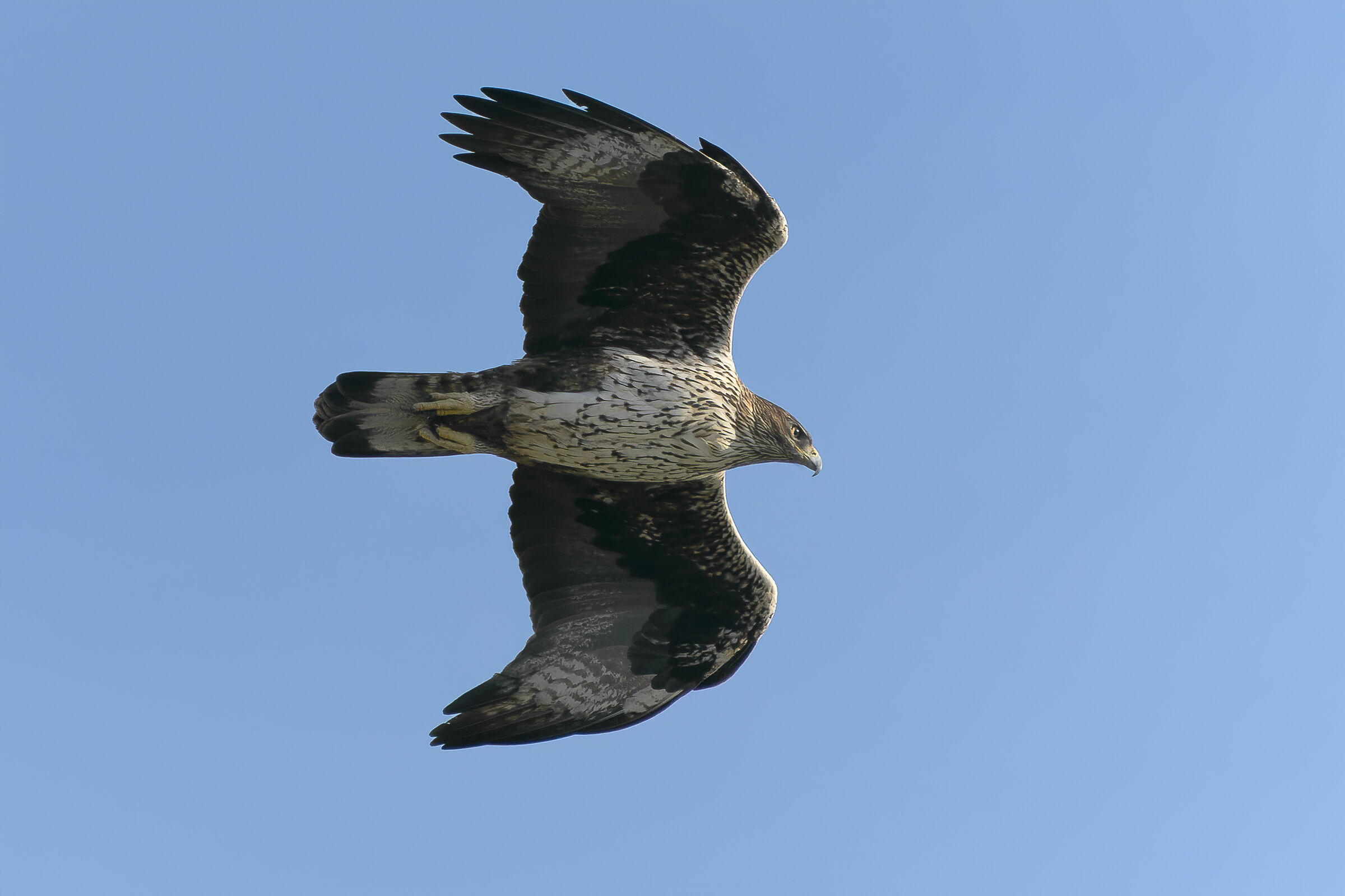 Banded eagle