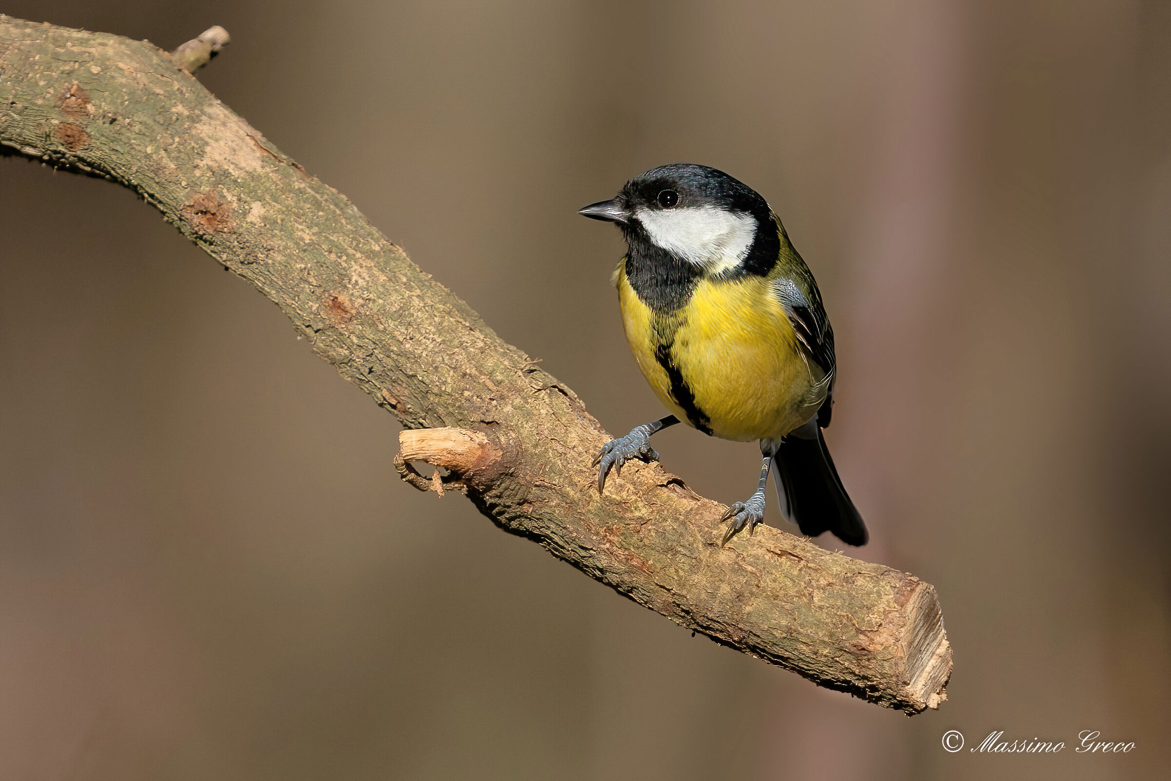 Great (Parus major)