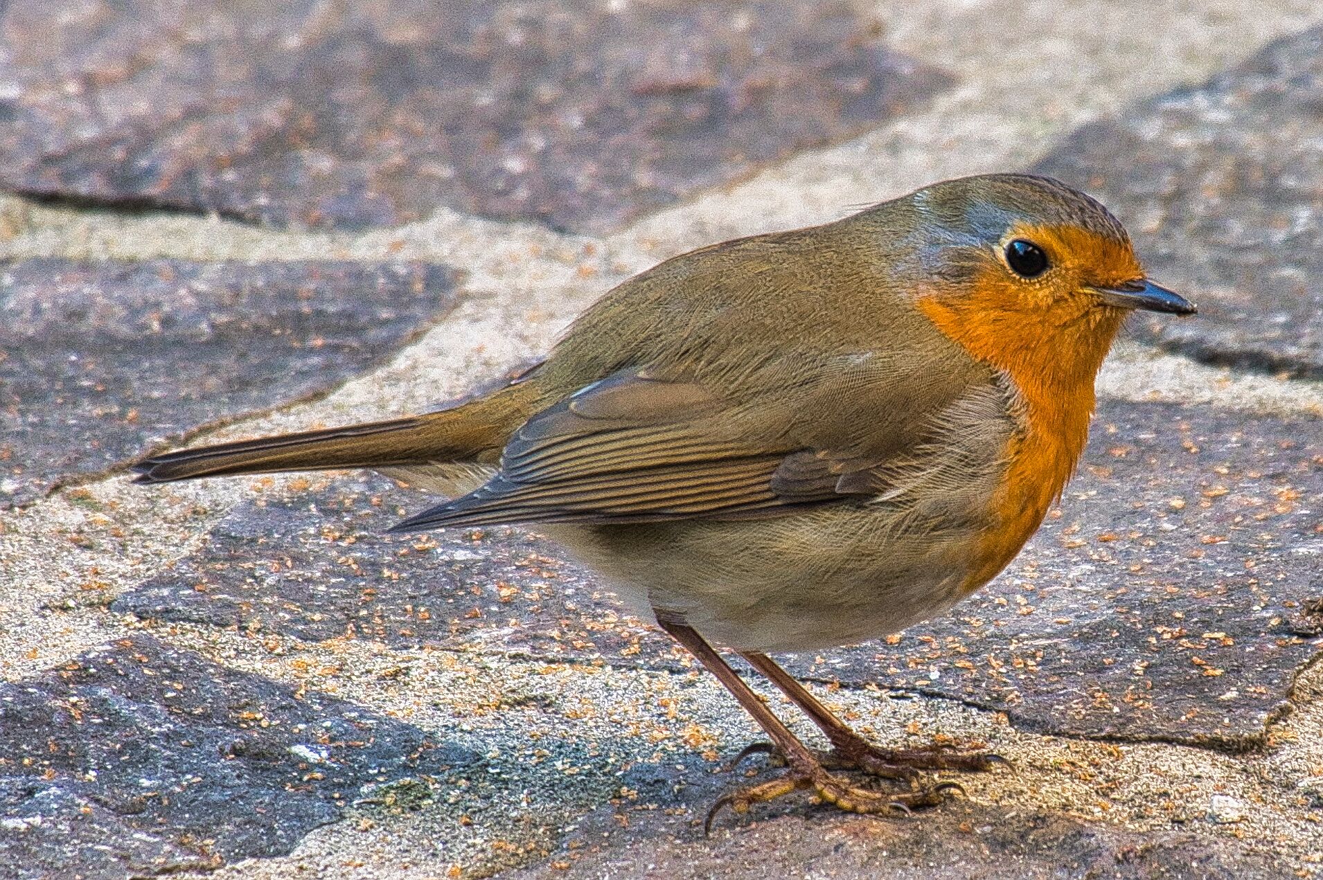 il pettirosso nel cortile di casa - I