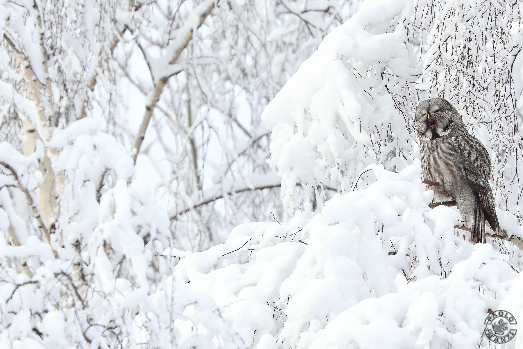 Lapland Owl