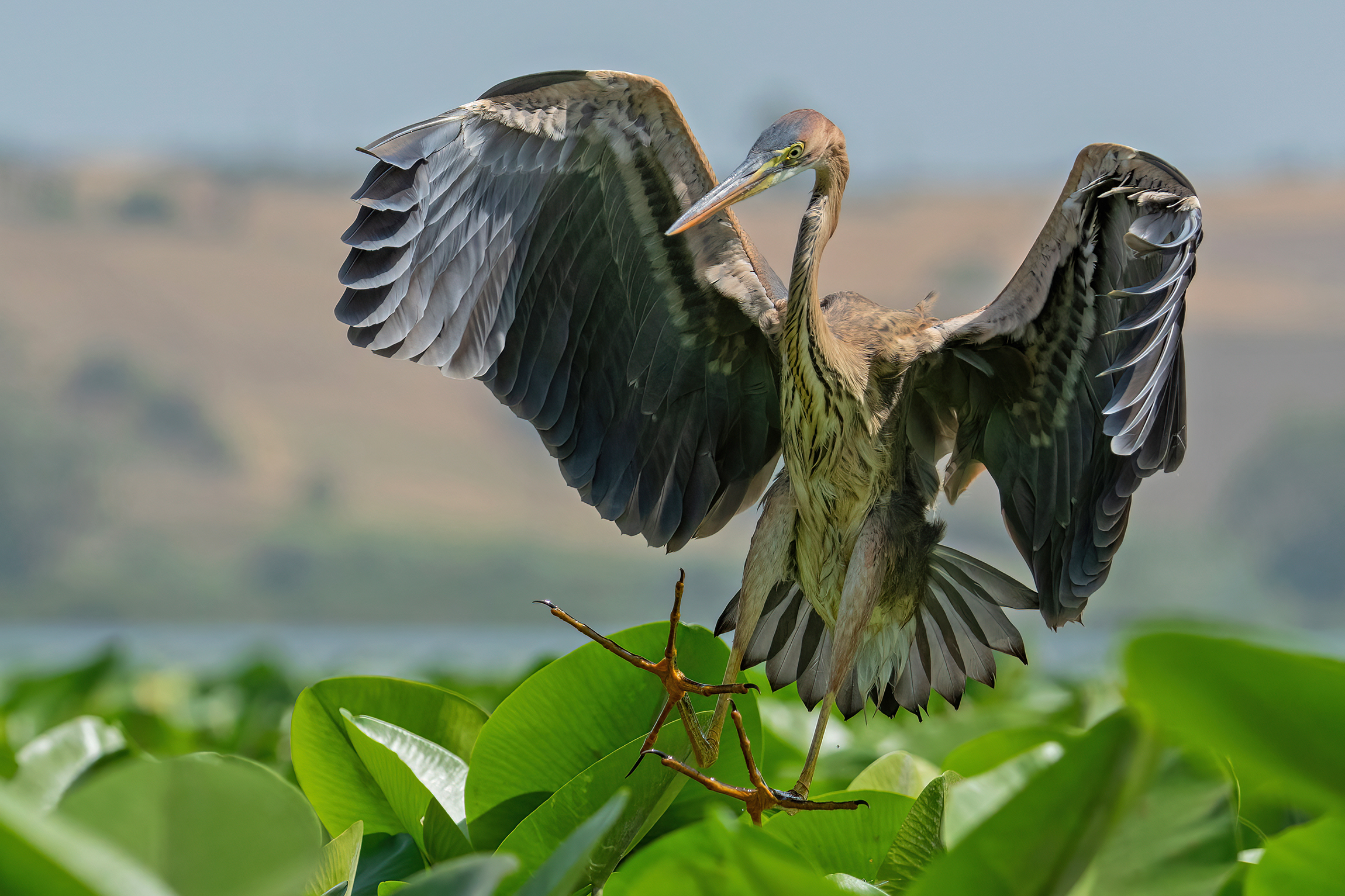 Landing on water lilies