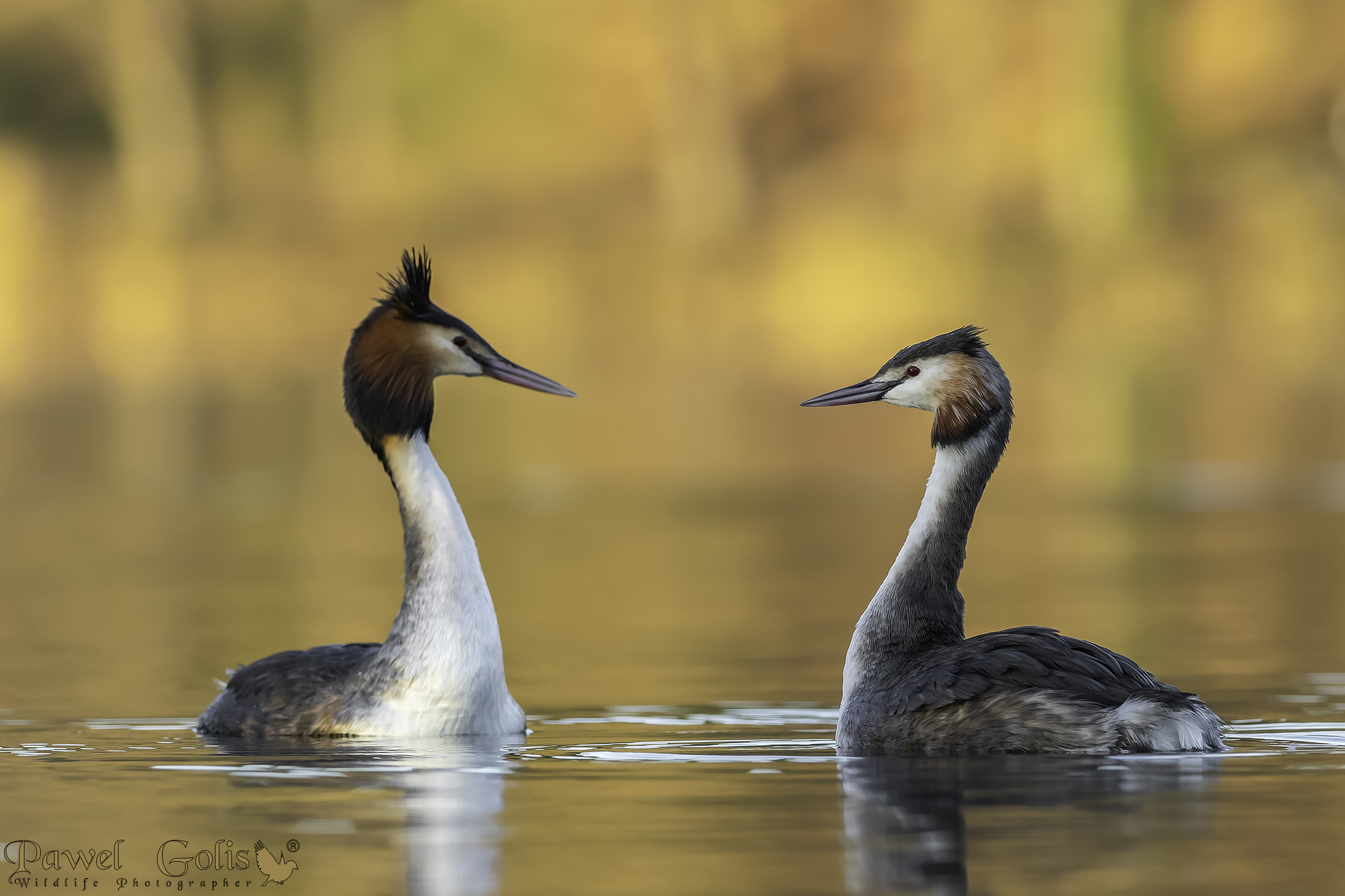 Svasso maggiore (Podiceps cristatus)