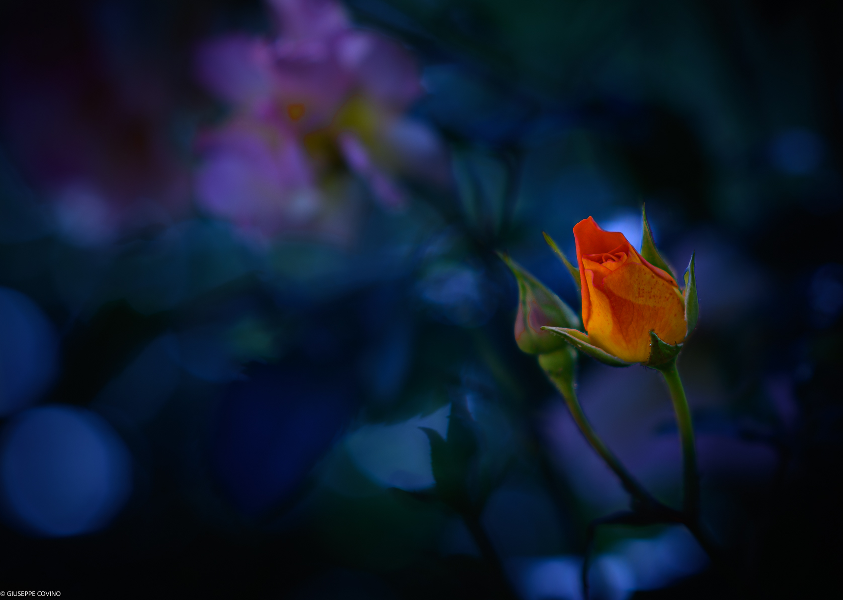 Piccola rosa decentrata