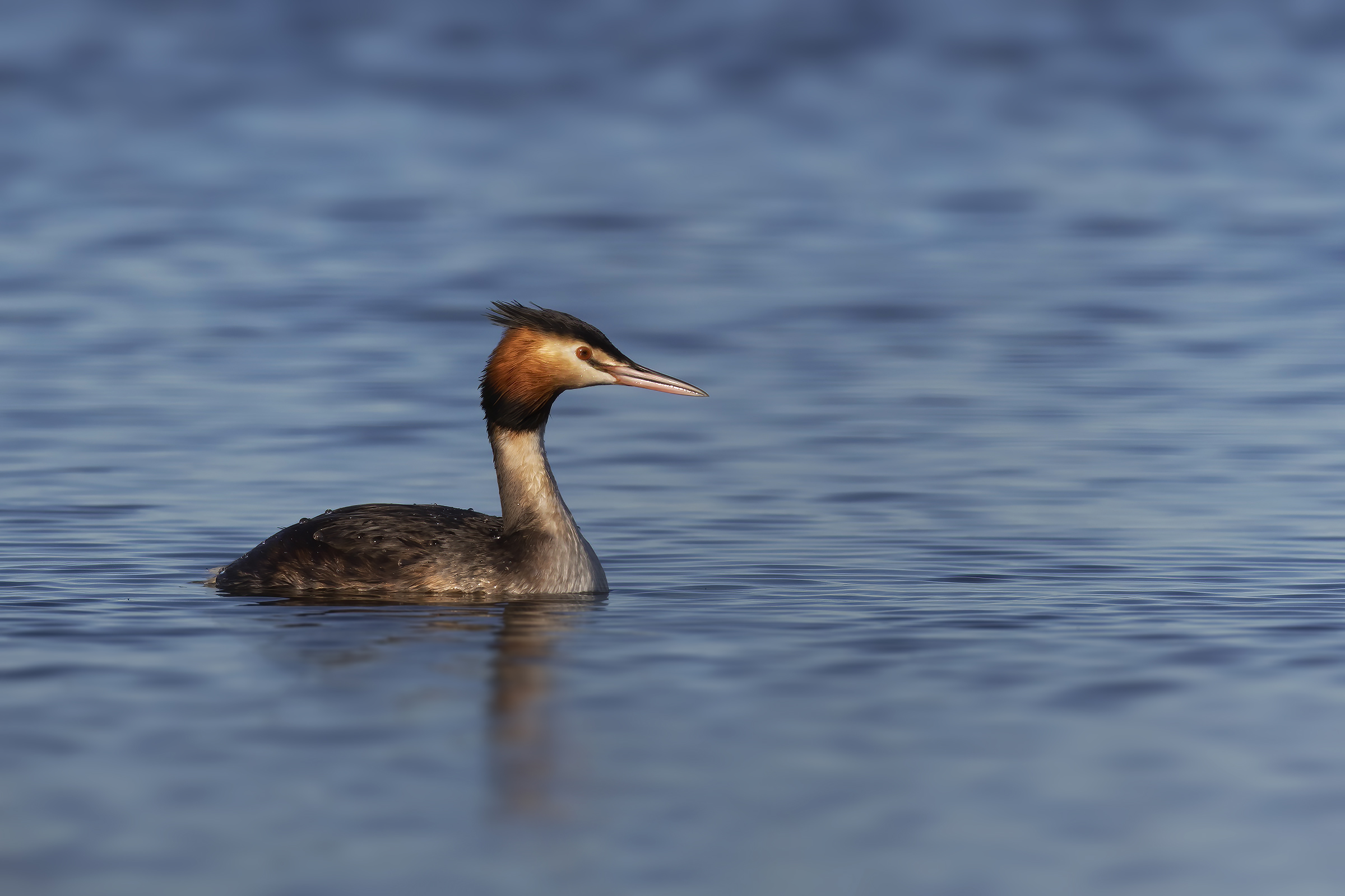 Great crested grebe....