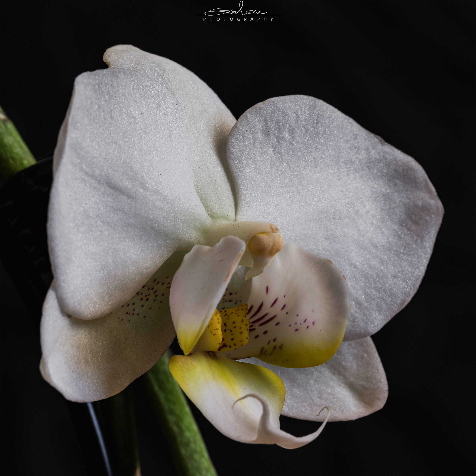 Purity
