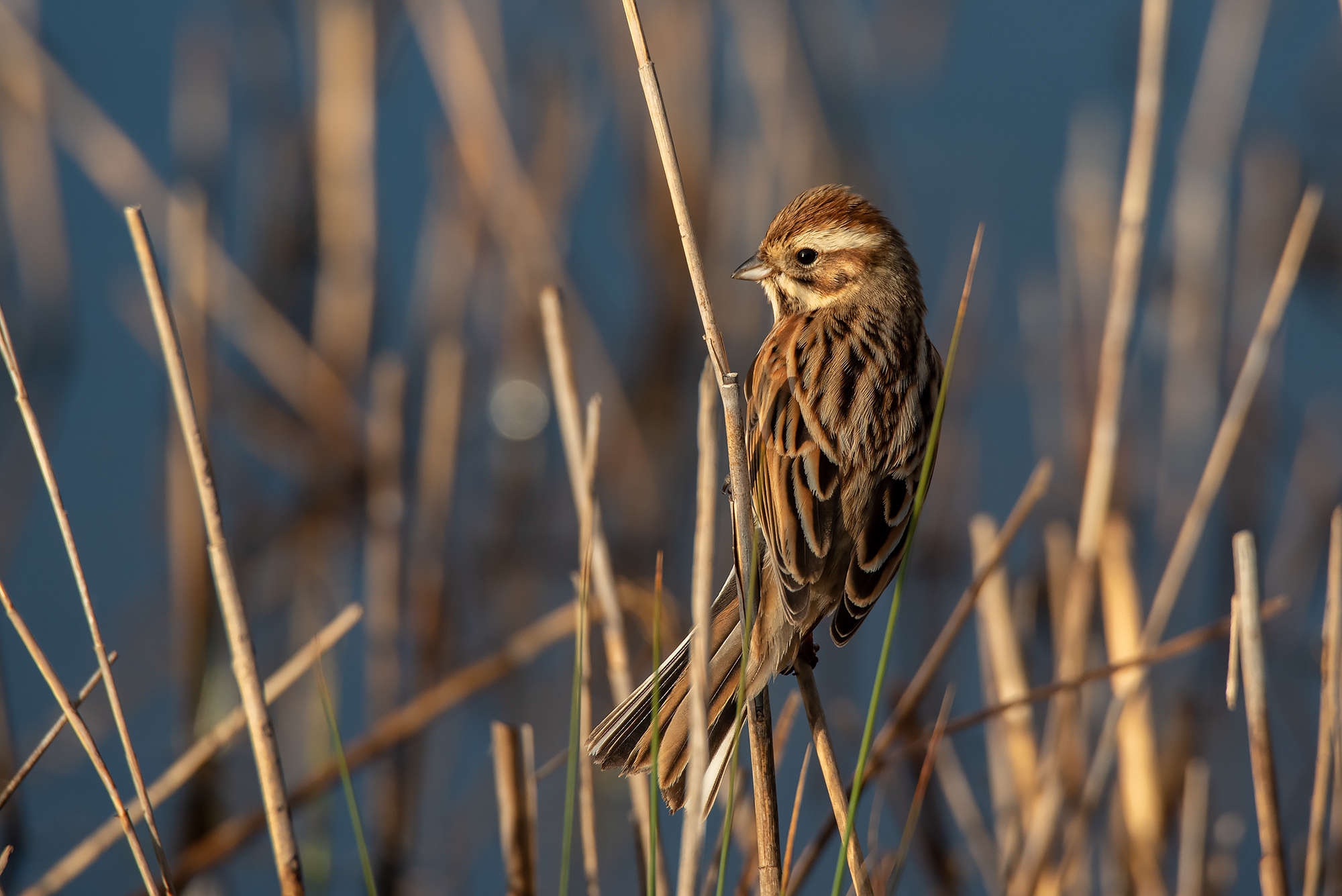 Migliarino of marshes.