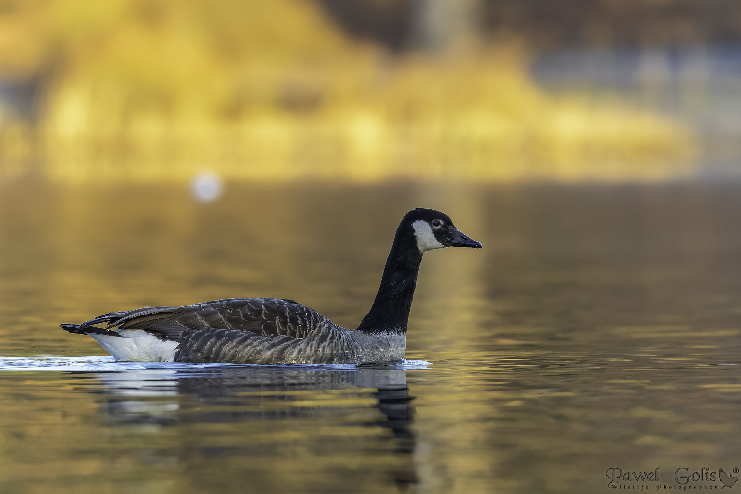 Oca canadese (Branta canadensis)