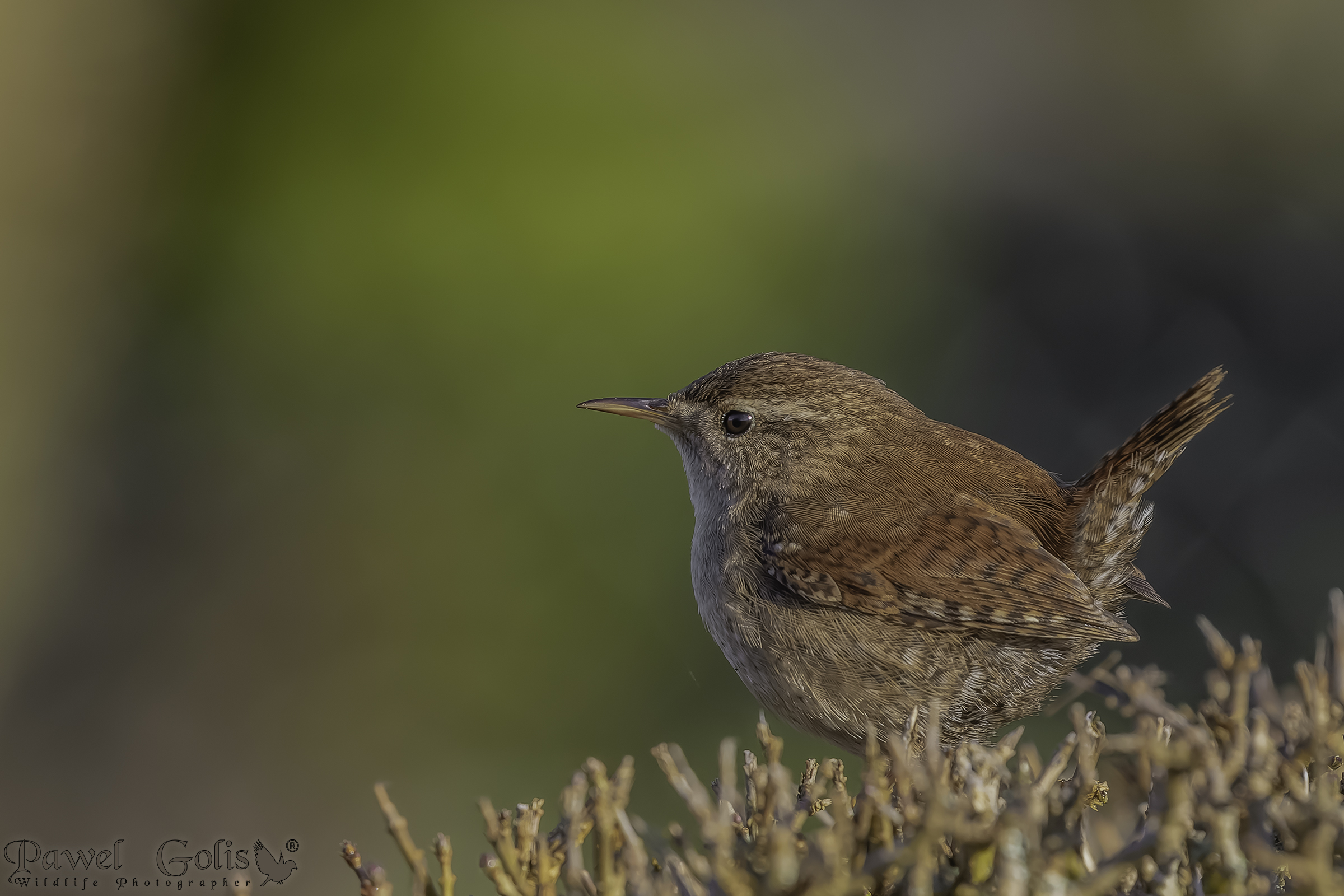 Scricciolo eurasiatico ( Troglodytes troglodytes)