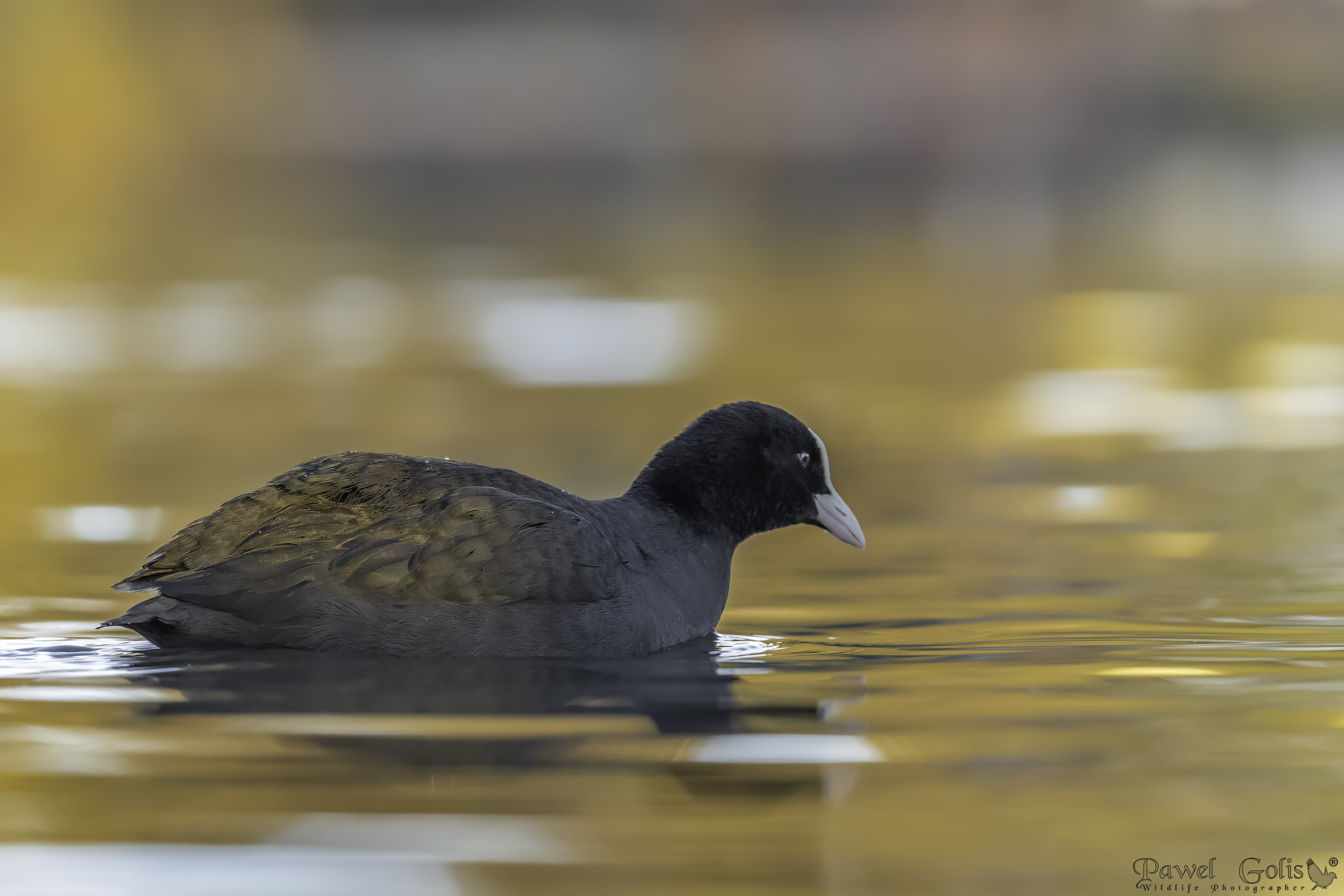 Folaga eurasiatica (Fulica atra)