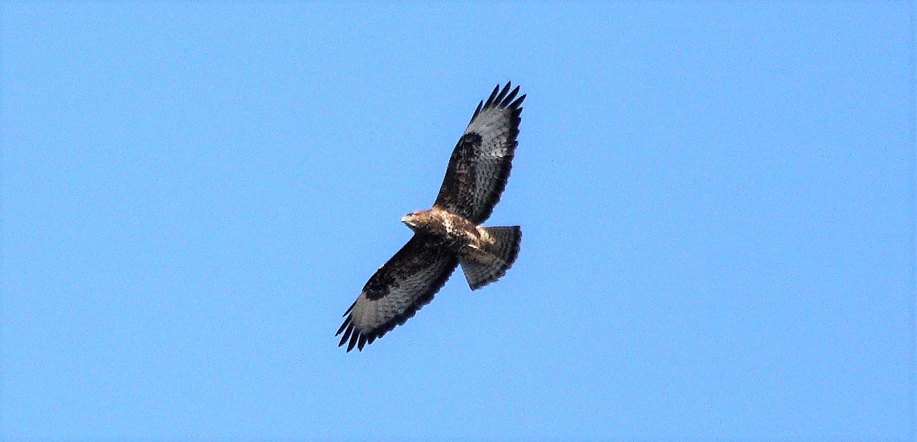 Buzzard 20-02-2022