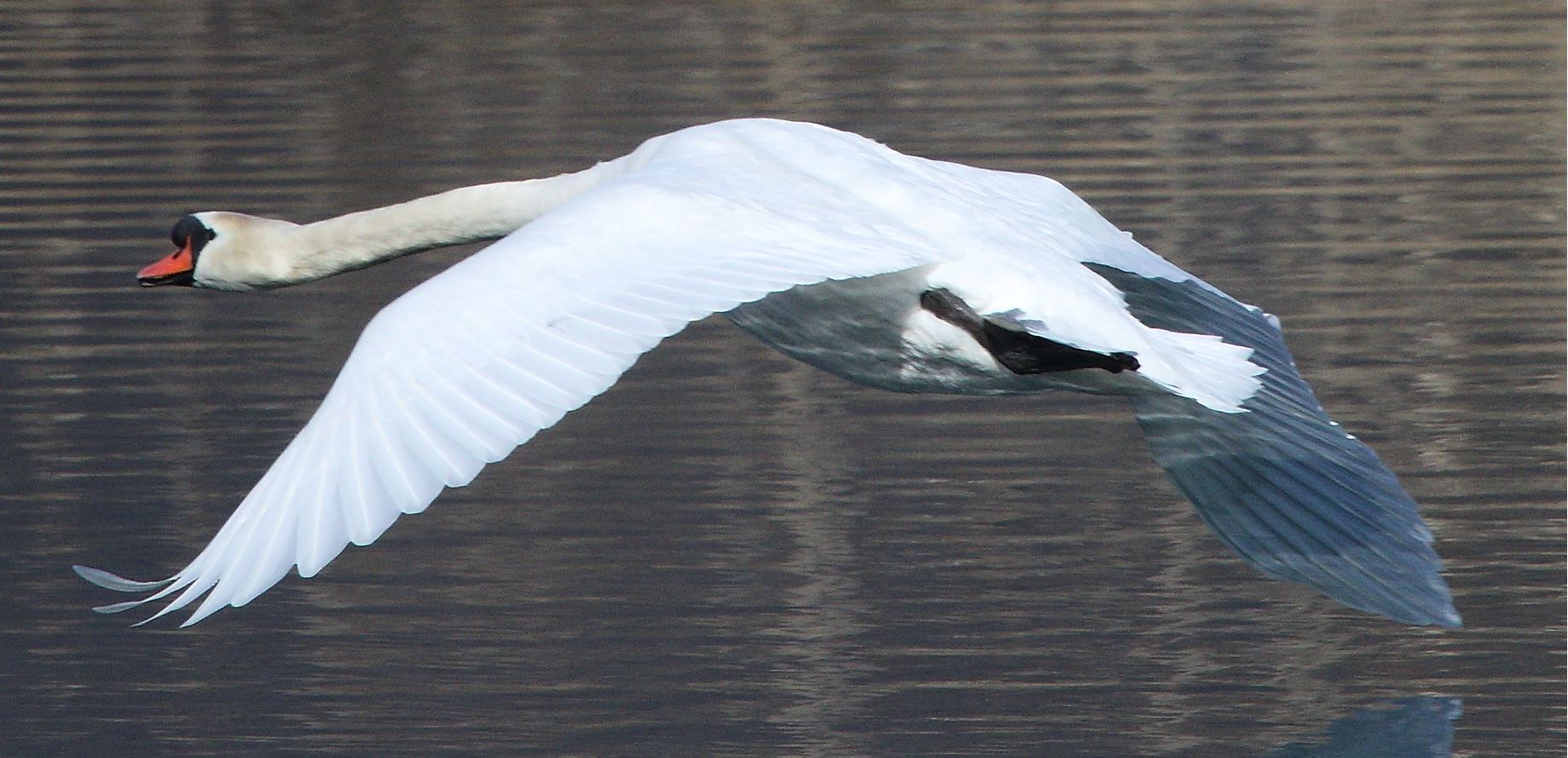 swan 20-02-2022