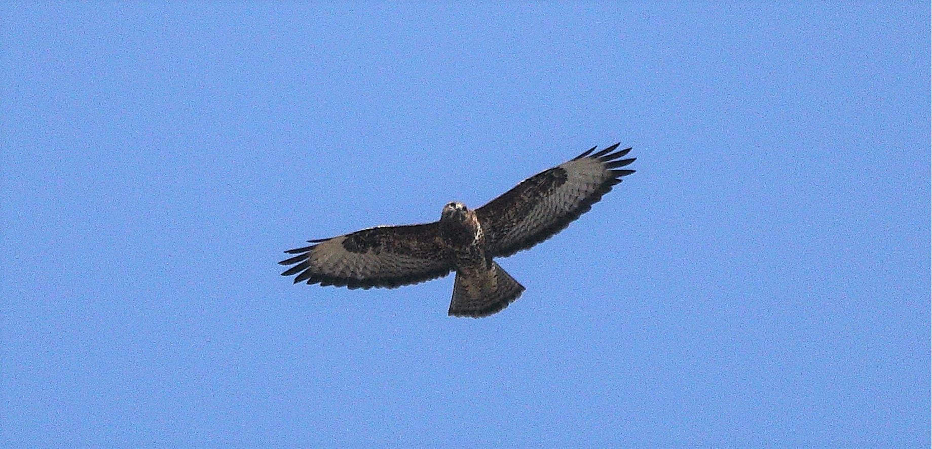buzzard 20-02-2022