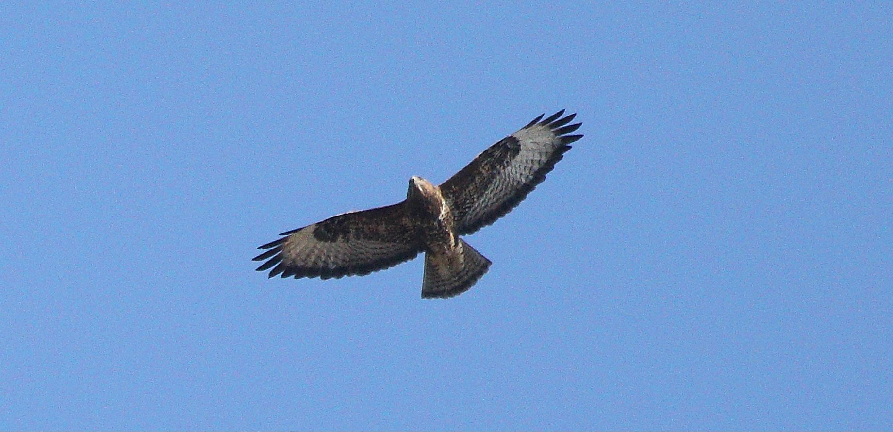 buzzard 20-02-2022