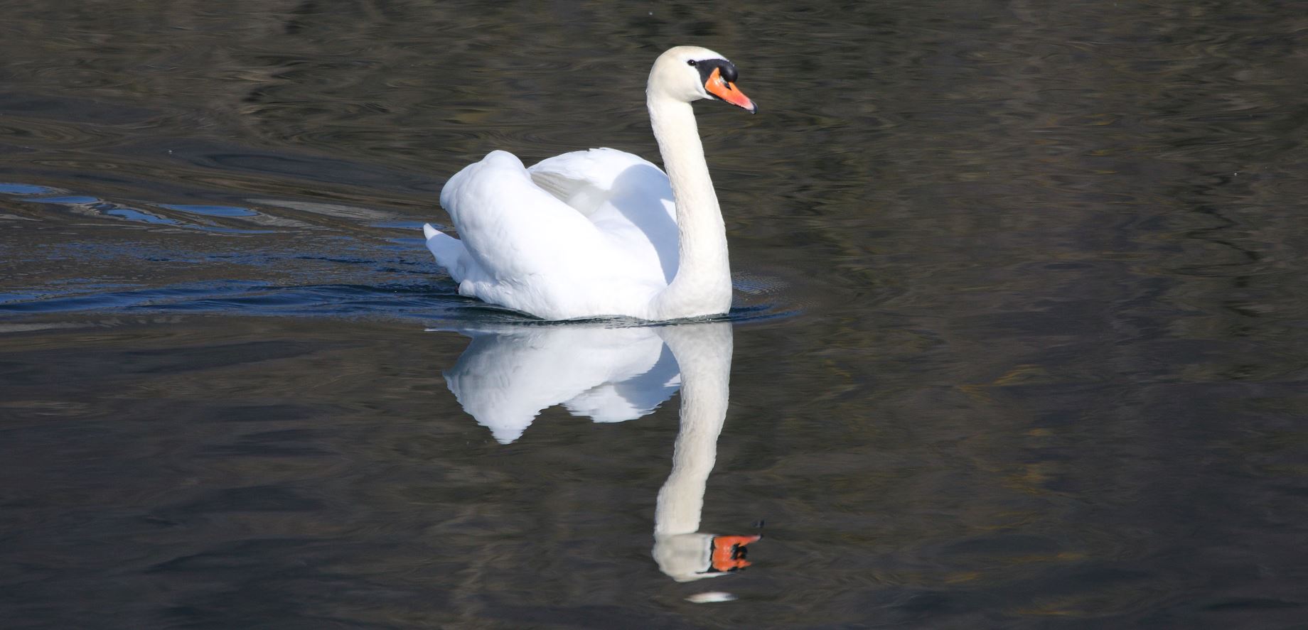 swan 20-02-2022
