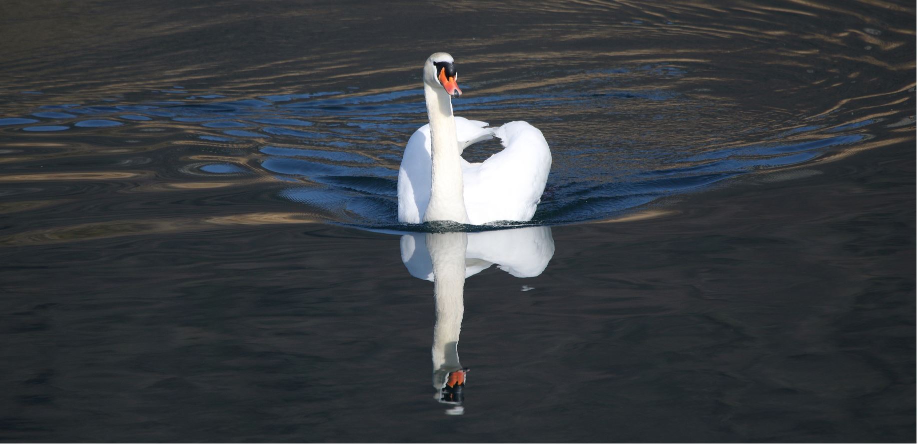 swan 20-02-2022