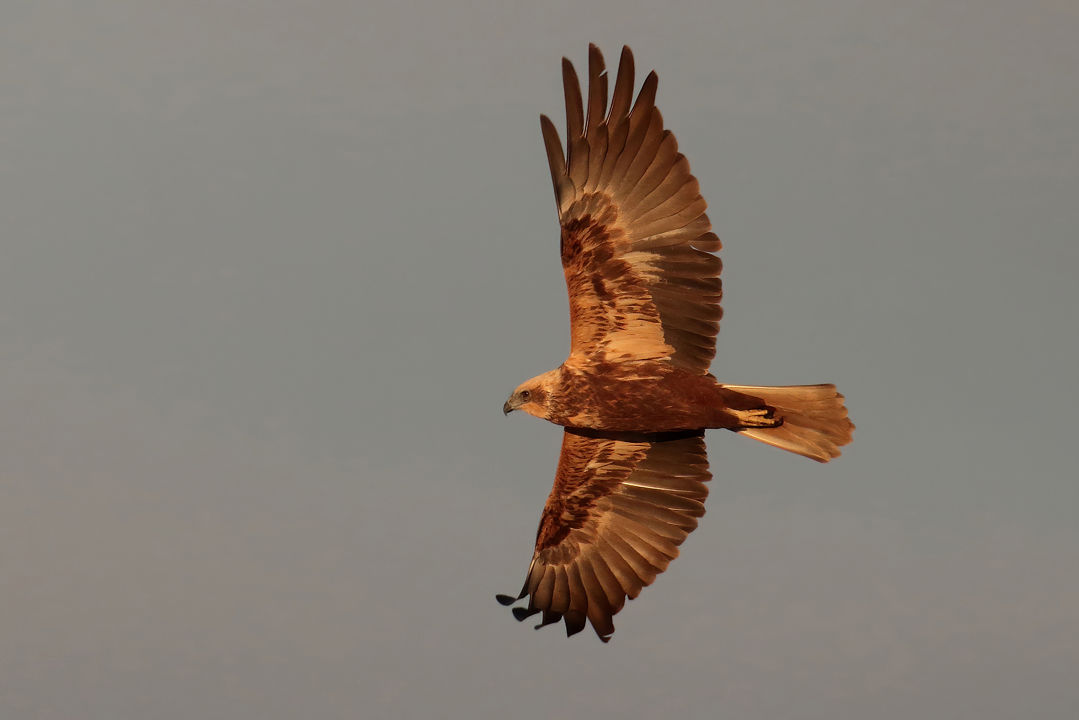 Falco di palude femmina
