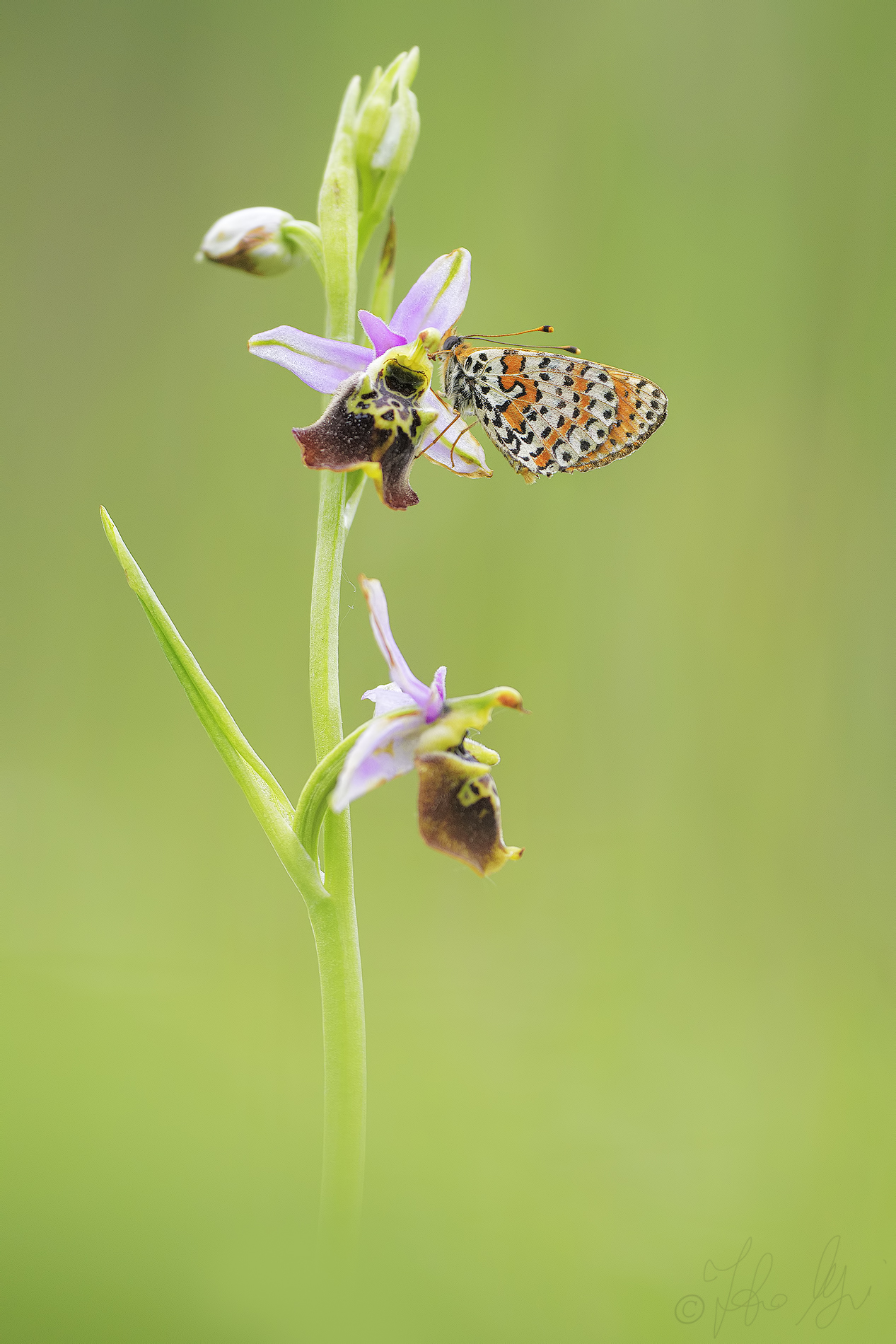 ophrys holosericea