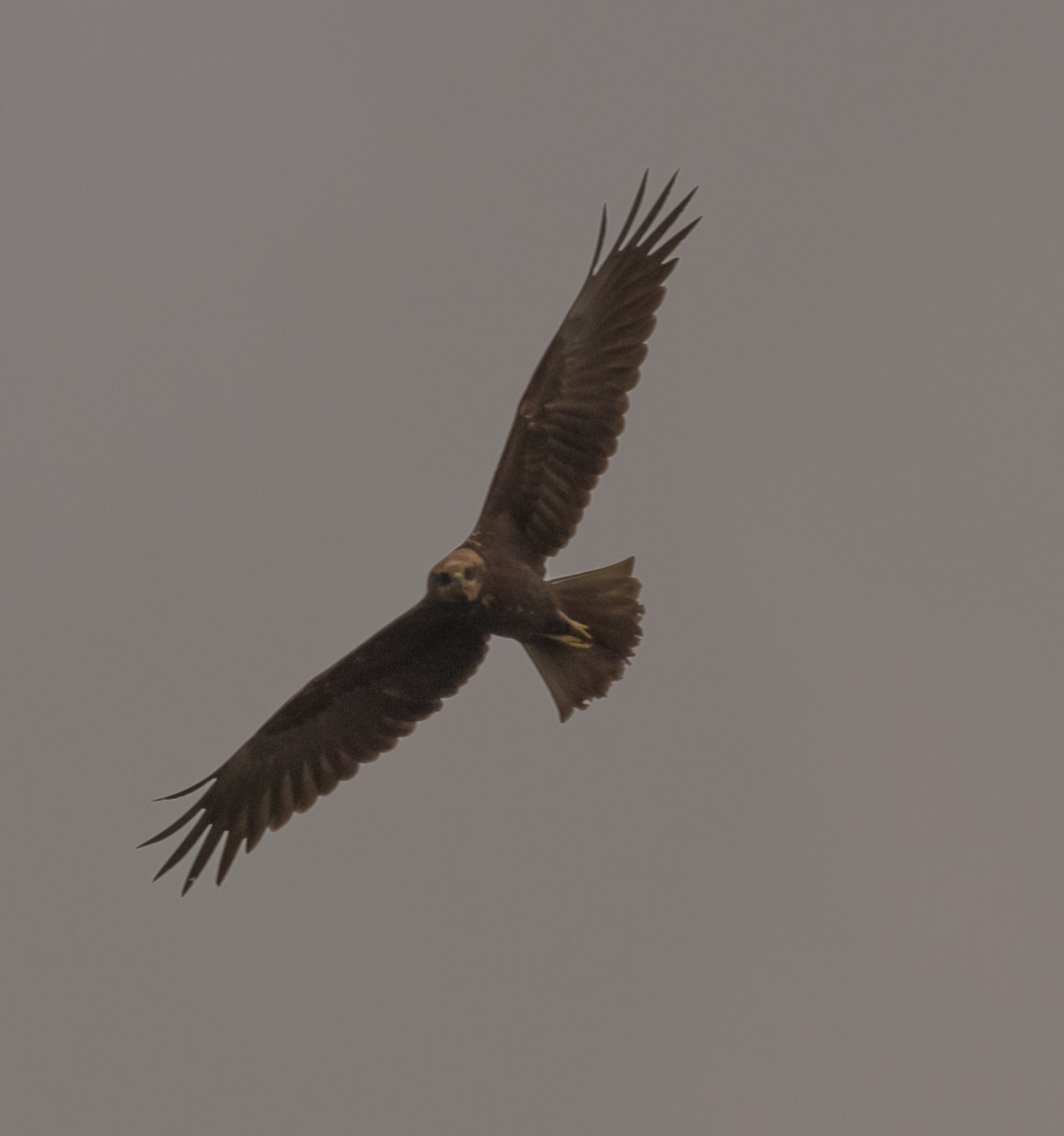Marsh harrier