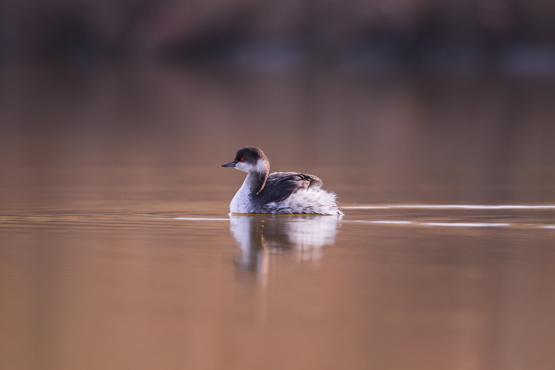 Tranquillità in palude