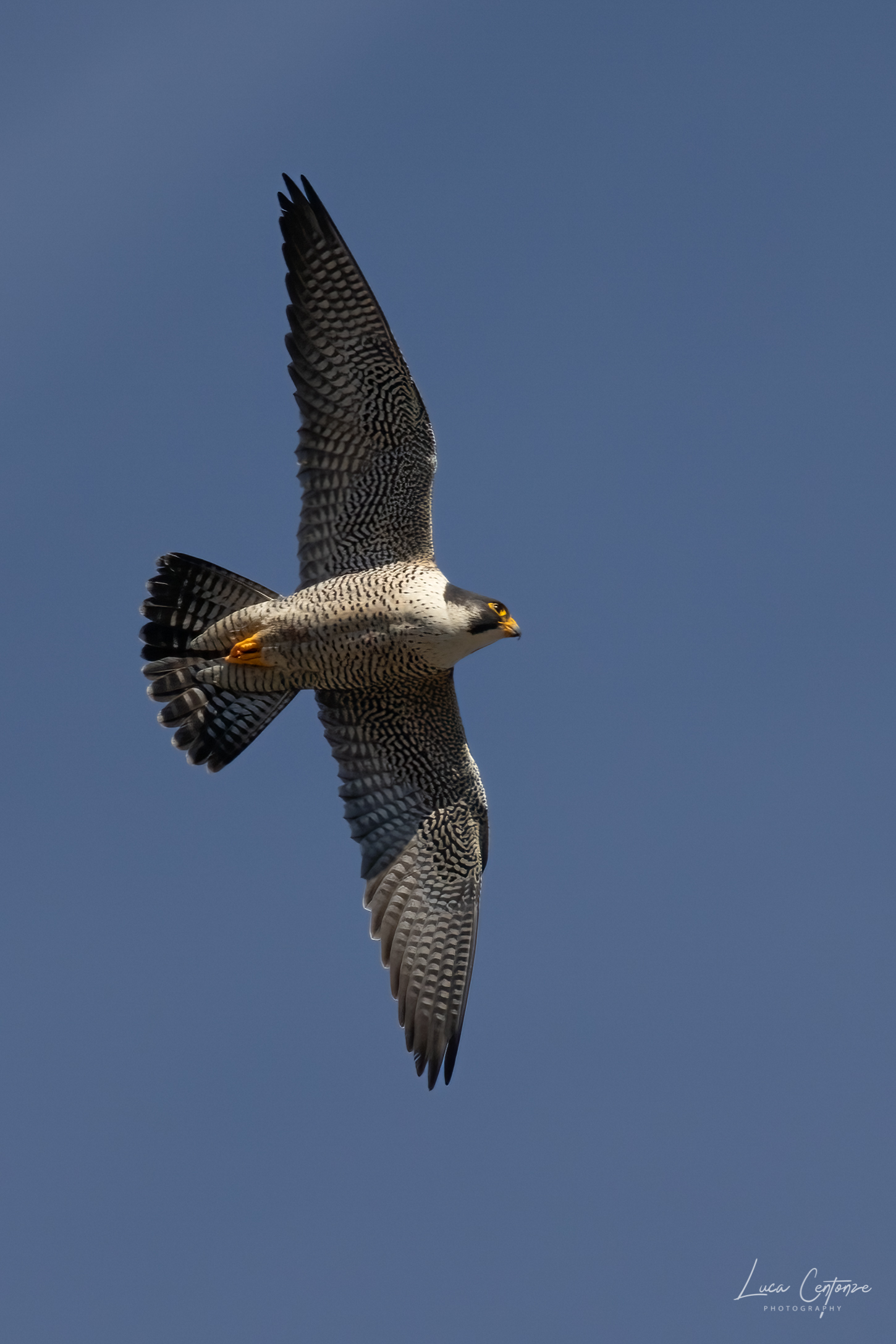 Falco Pellegrino (Falco peregrinus)