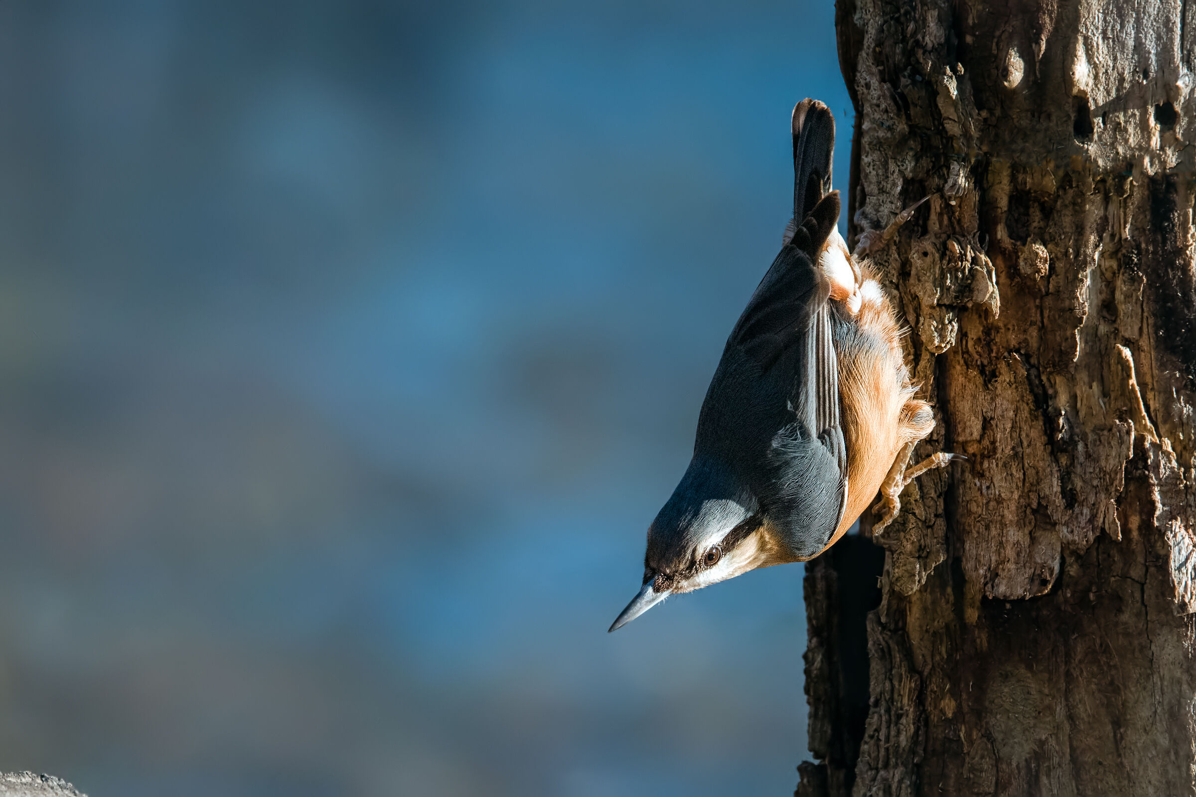 Woodpecker mason (sitta europaea)