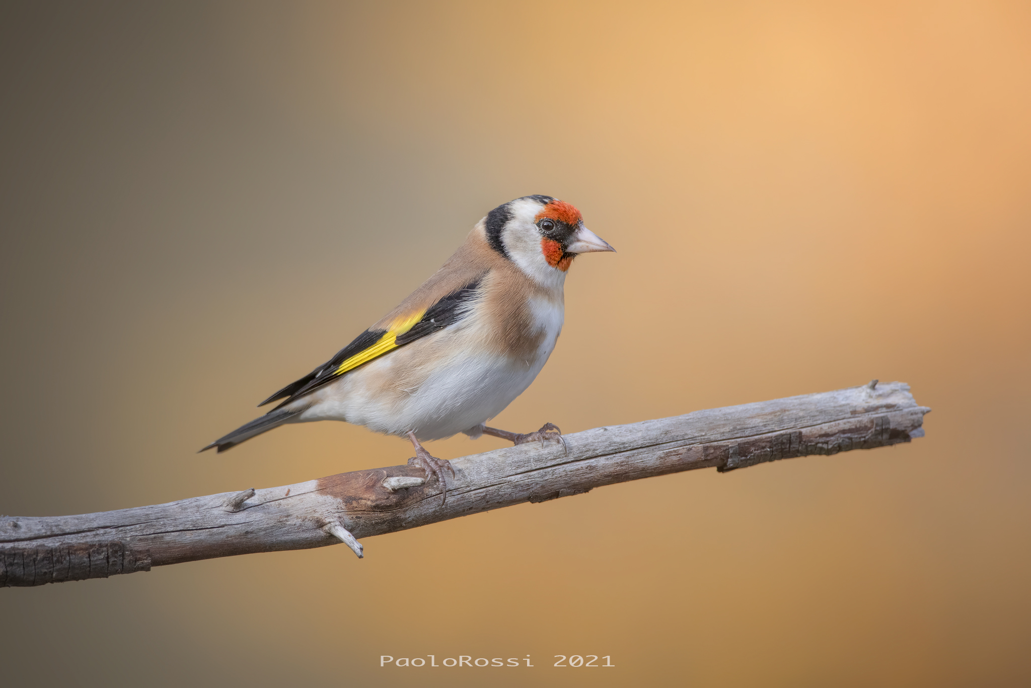Goldfinch...