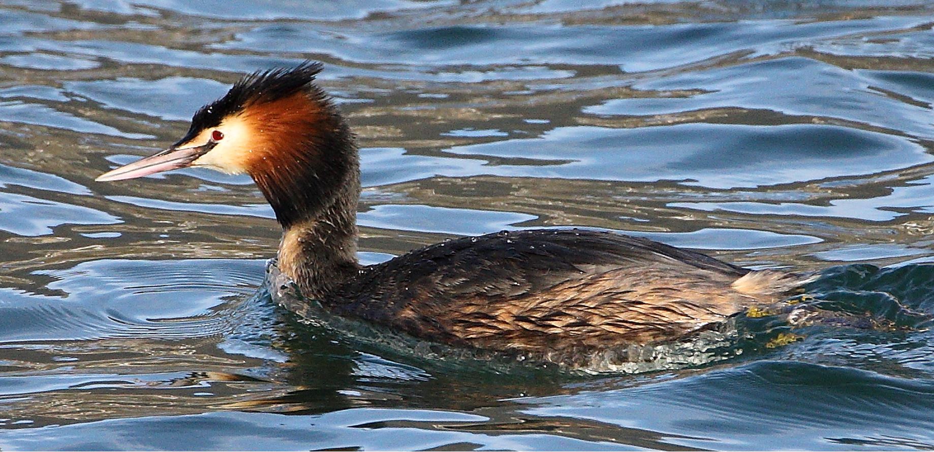 grebe 22-02-2022