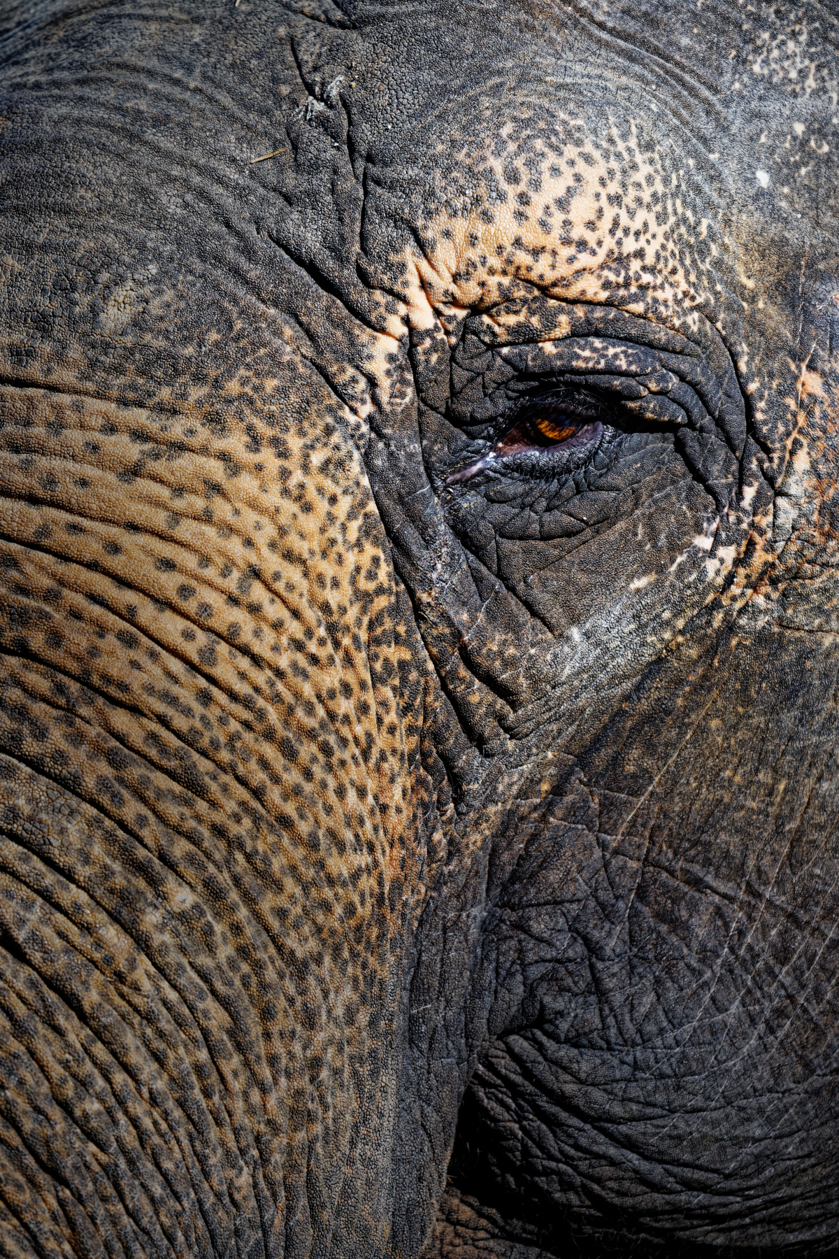 Occhio di pachiderma