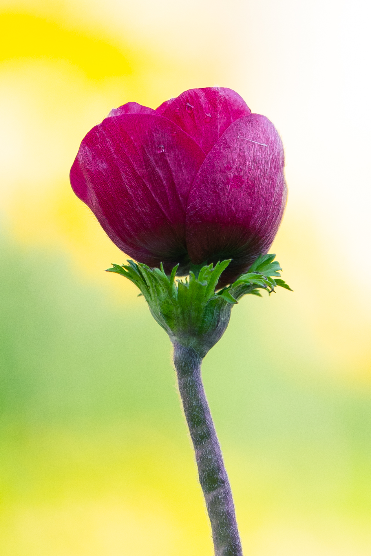 /\lone - 100mm