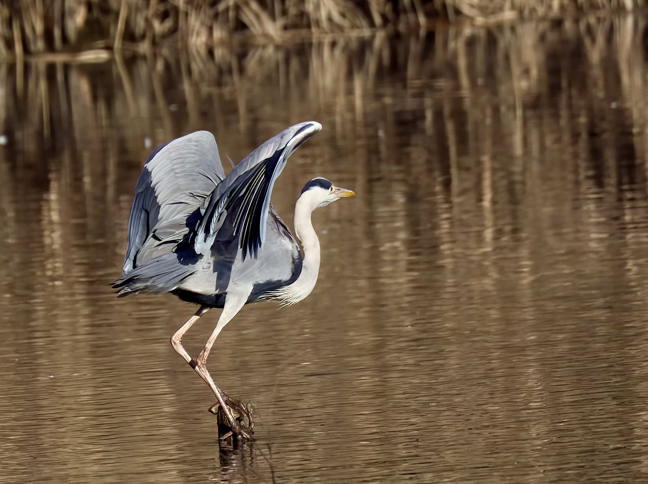 Departing heron