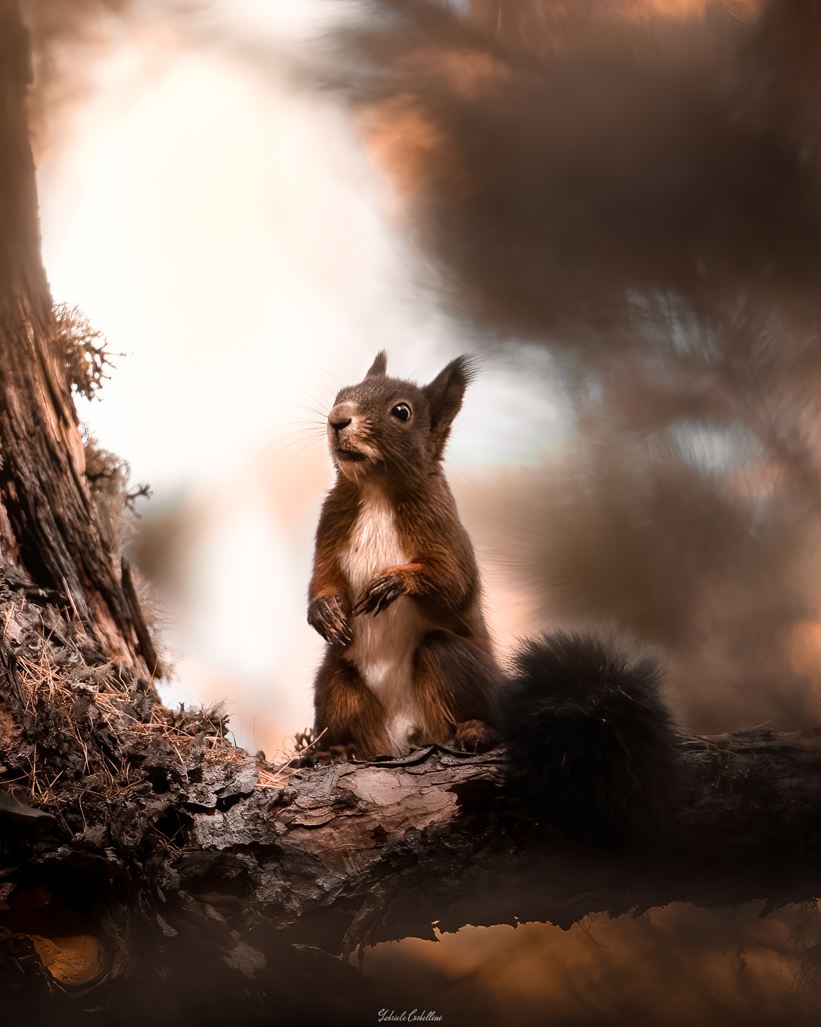 The forest in autumn and it's inhabitants
