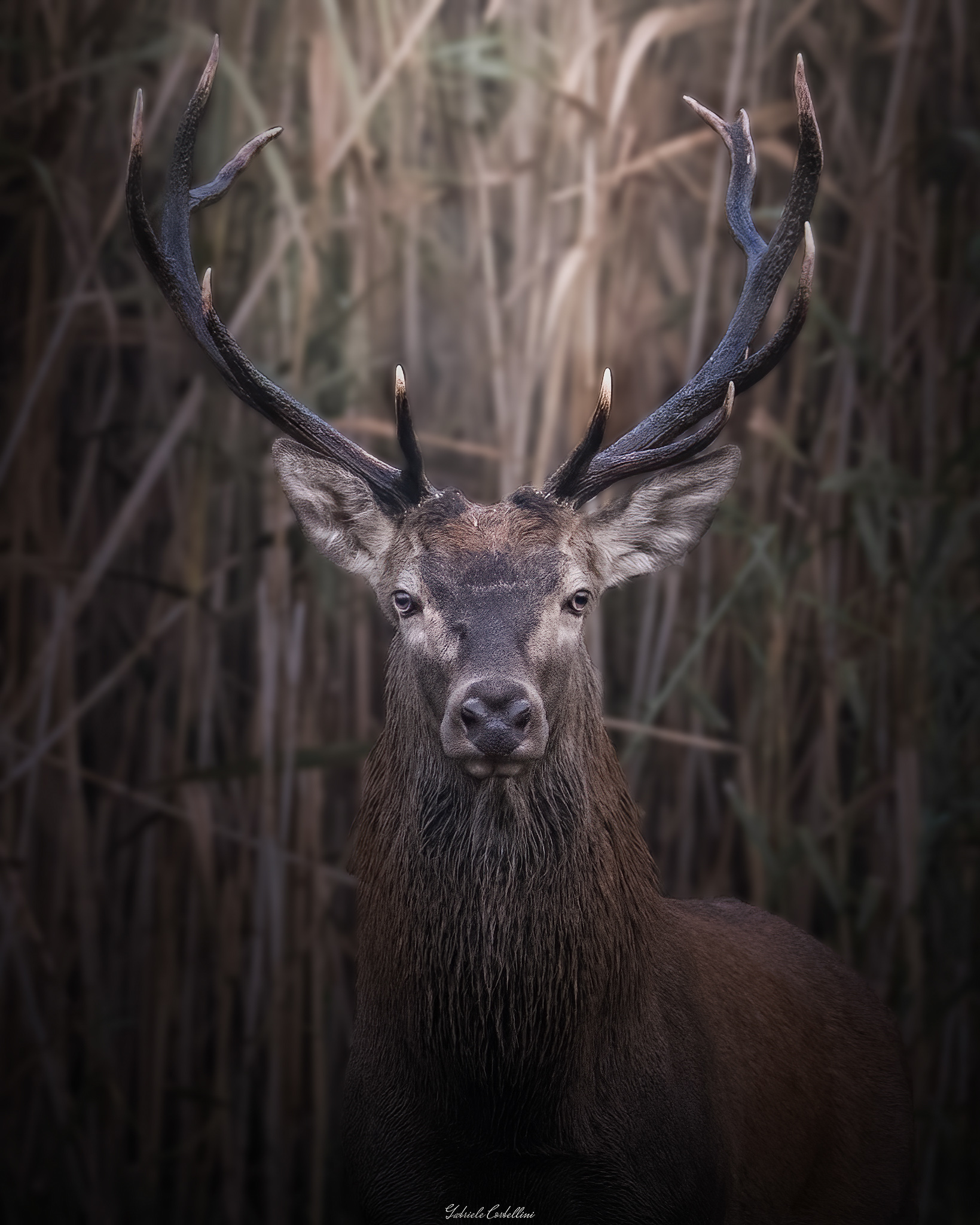 "Face to face with the King"