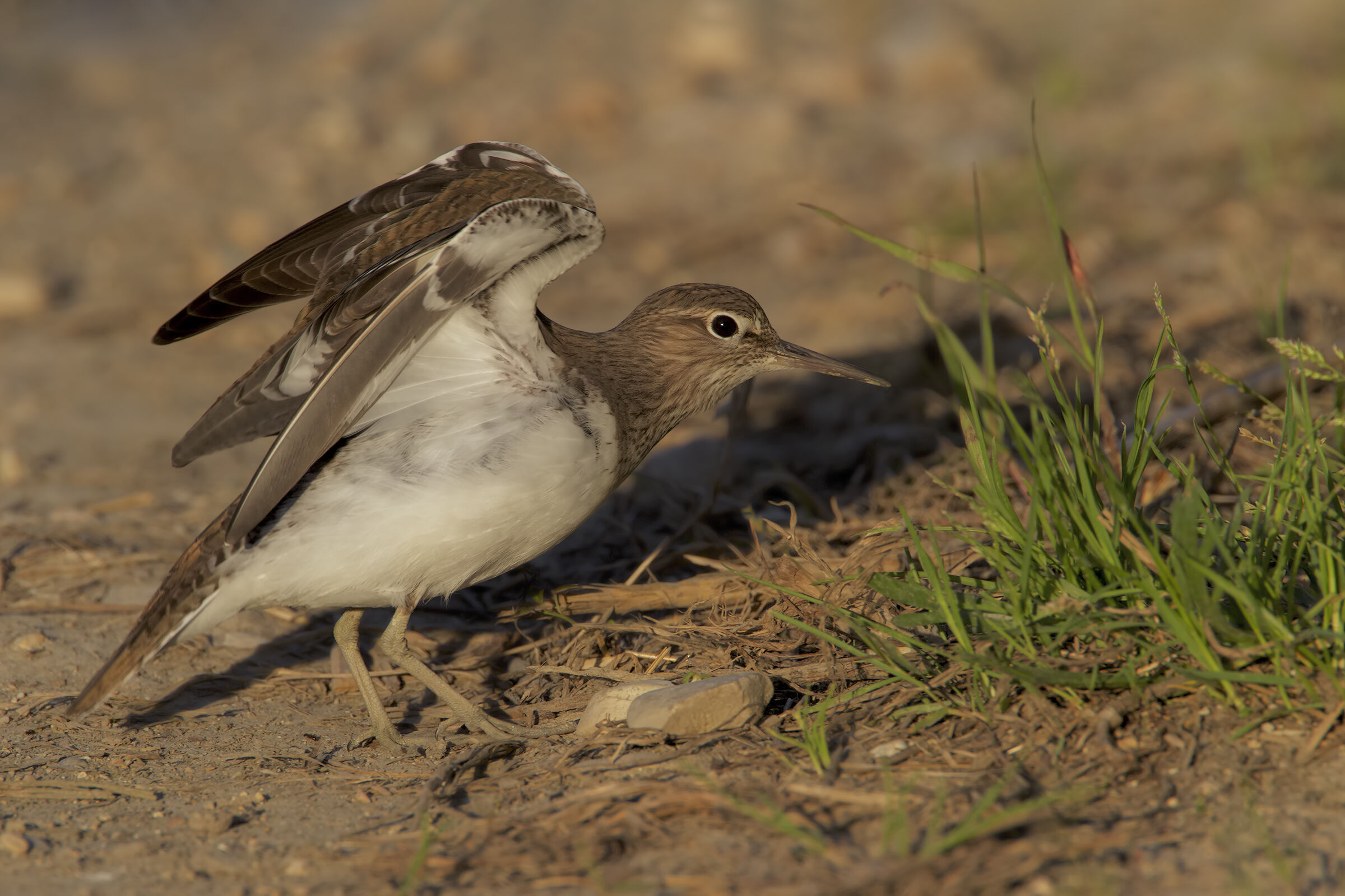 La stiracchiatina del Piro piro piccolo