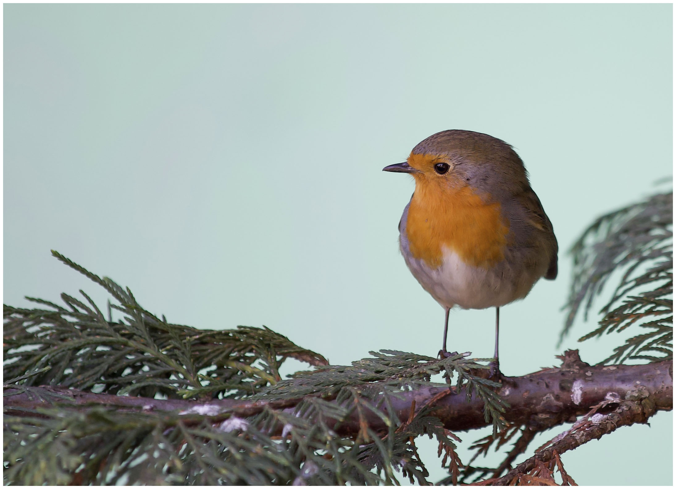 A robin for friend 3