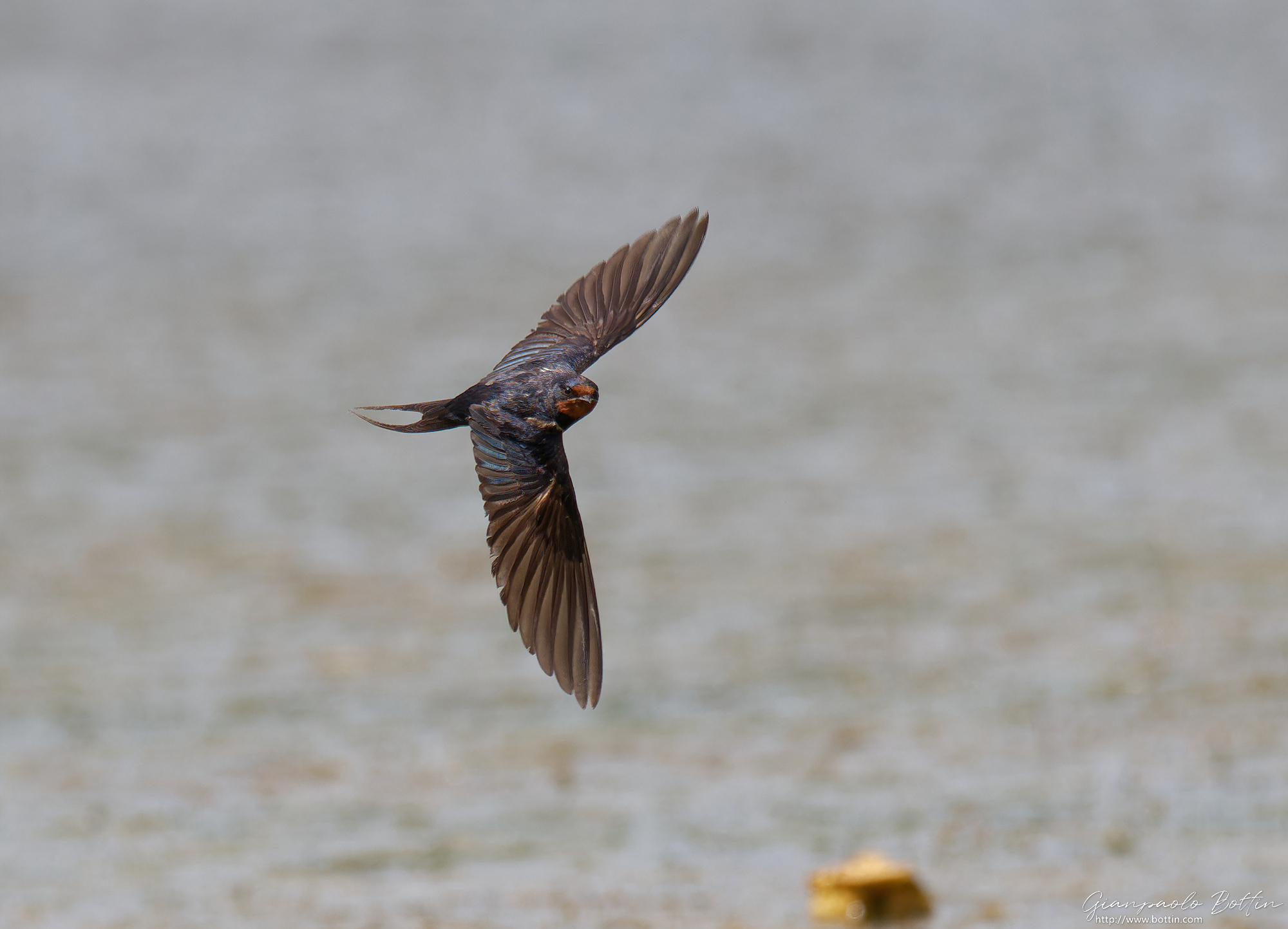 Swallow