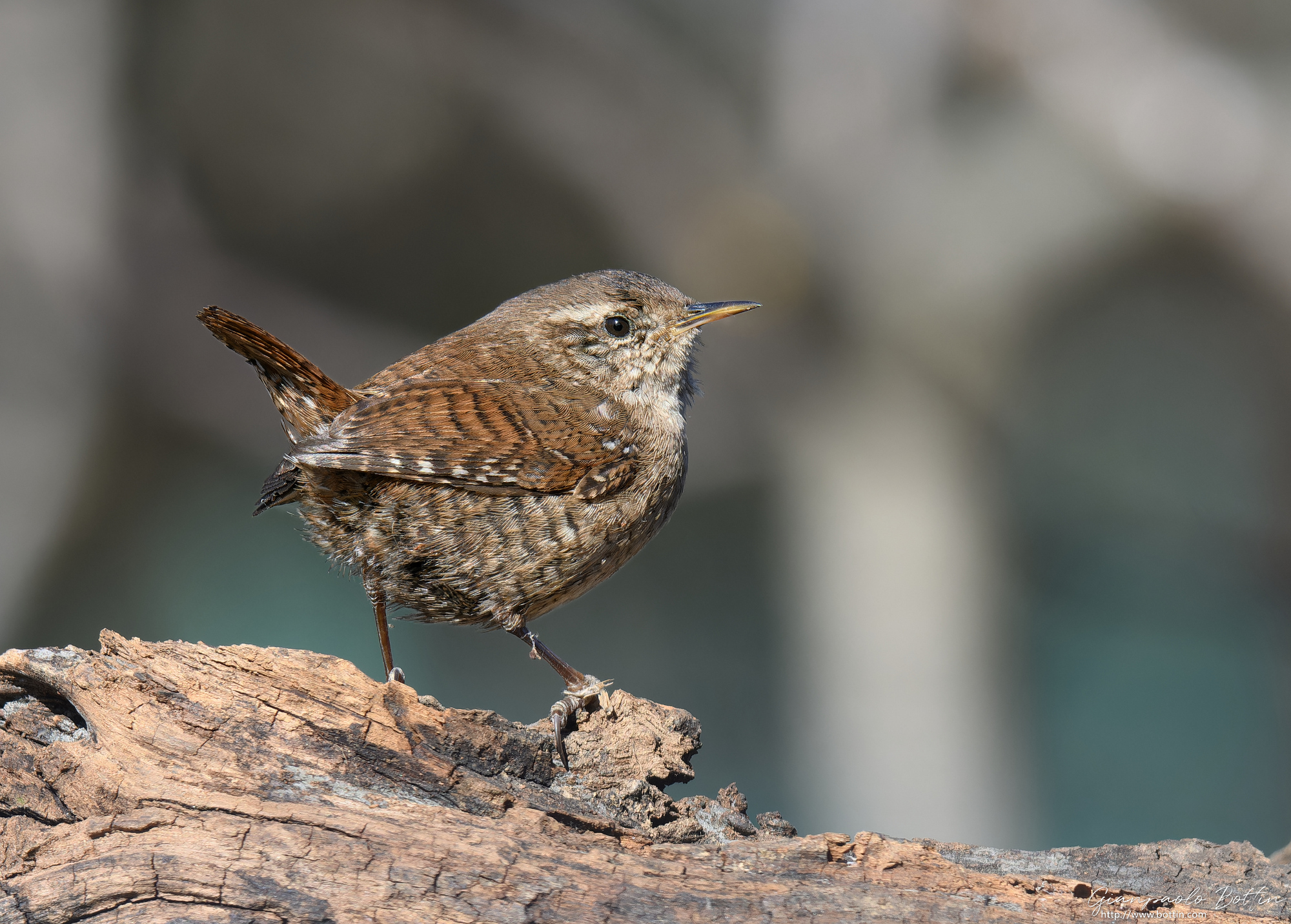 Wren