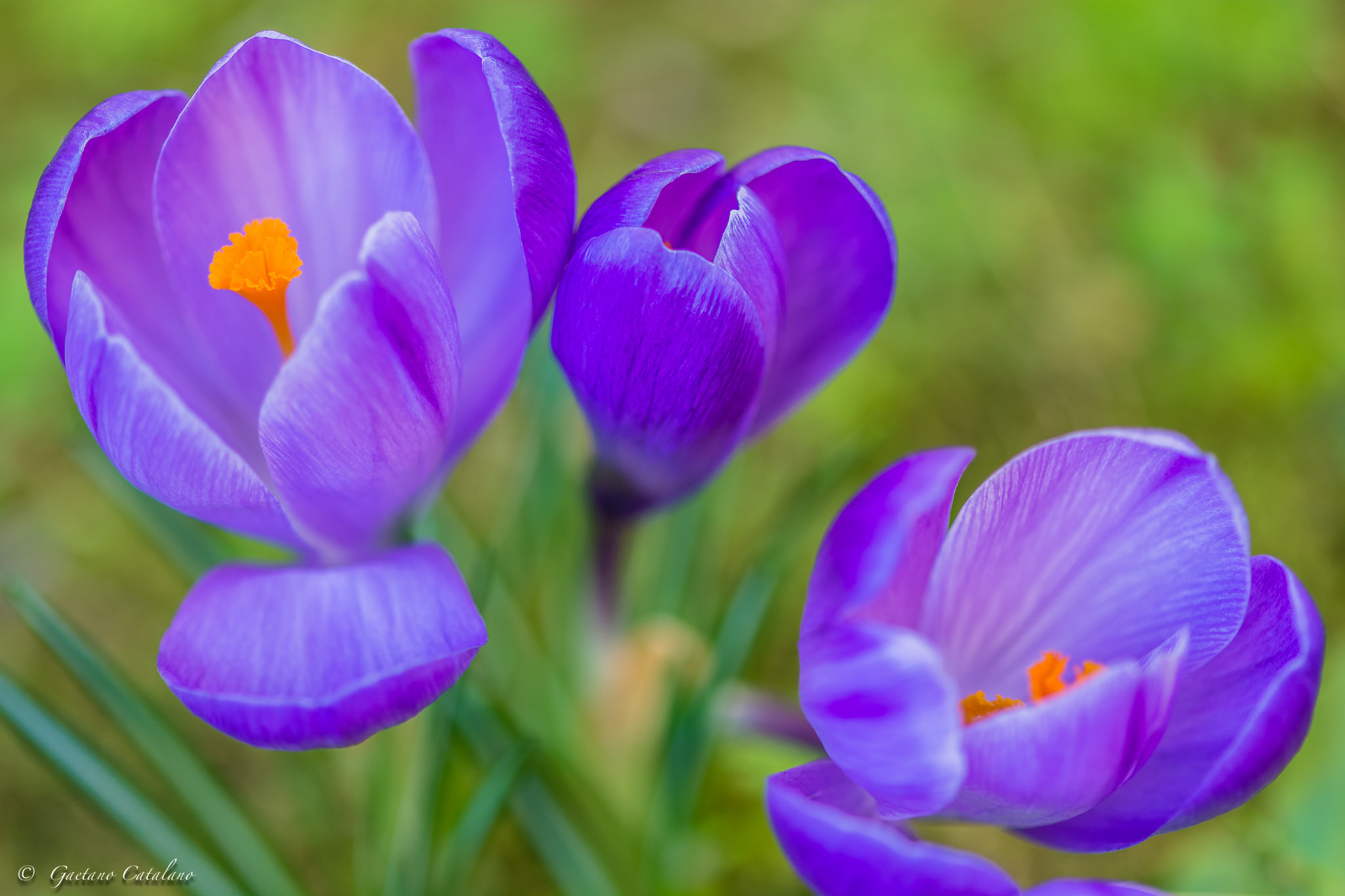 Crocus