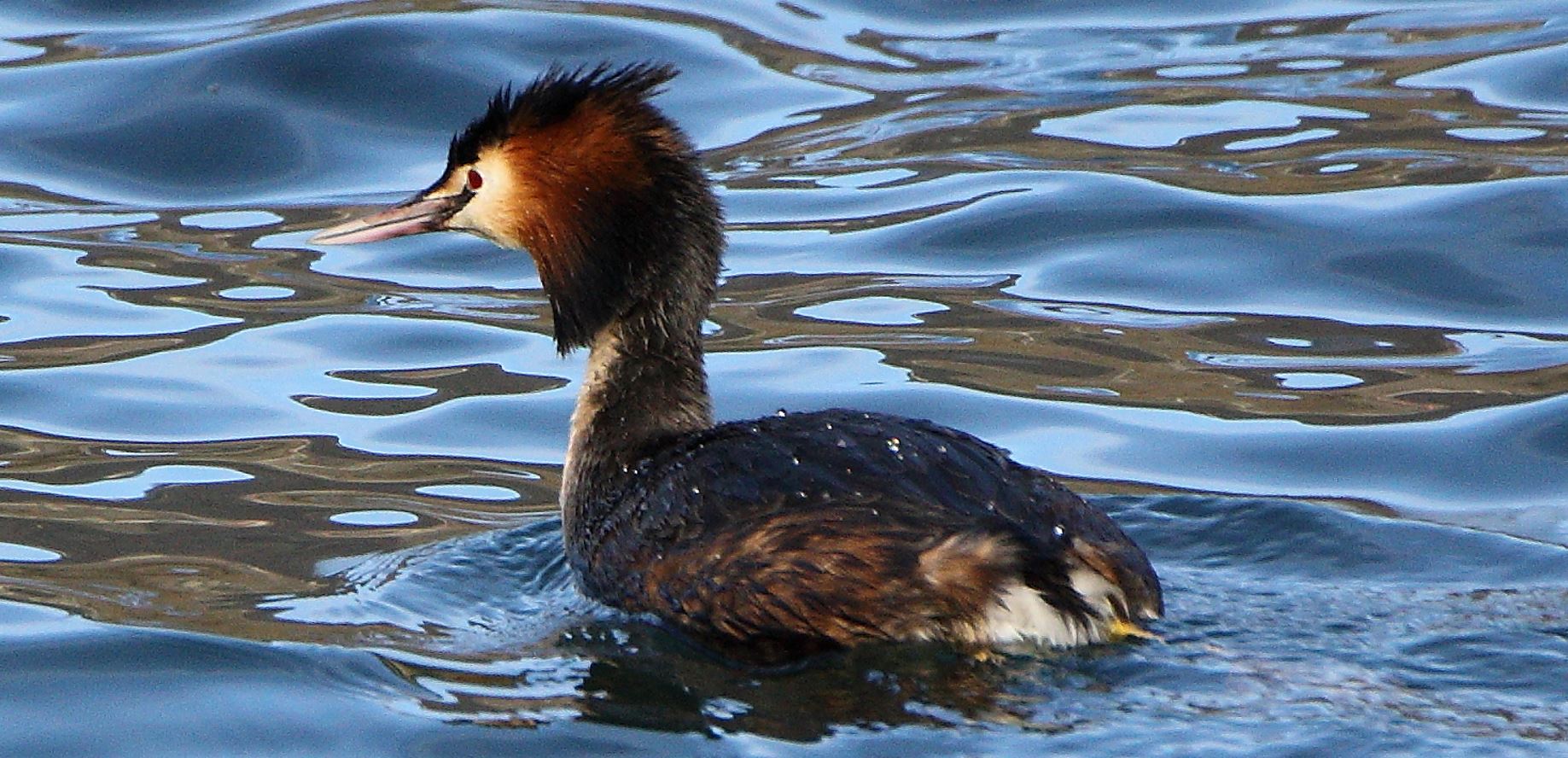 grebe 22-02-2022
