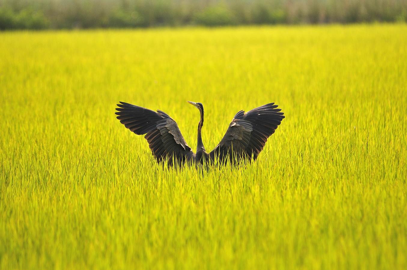 mi arrendo...non sparate ! ! !