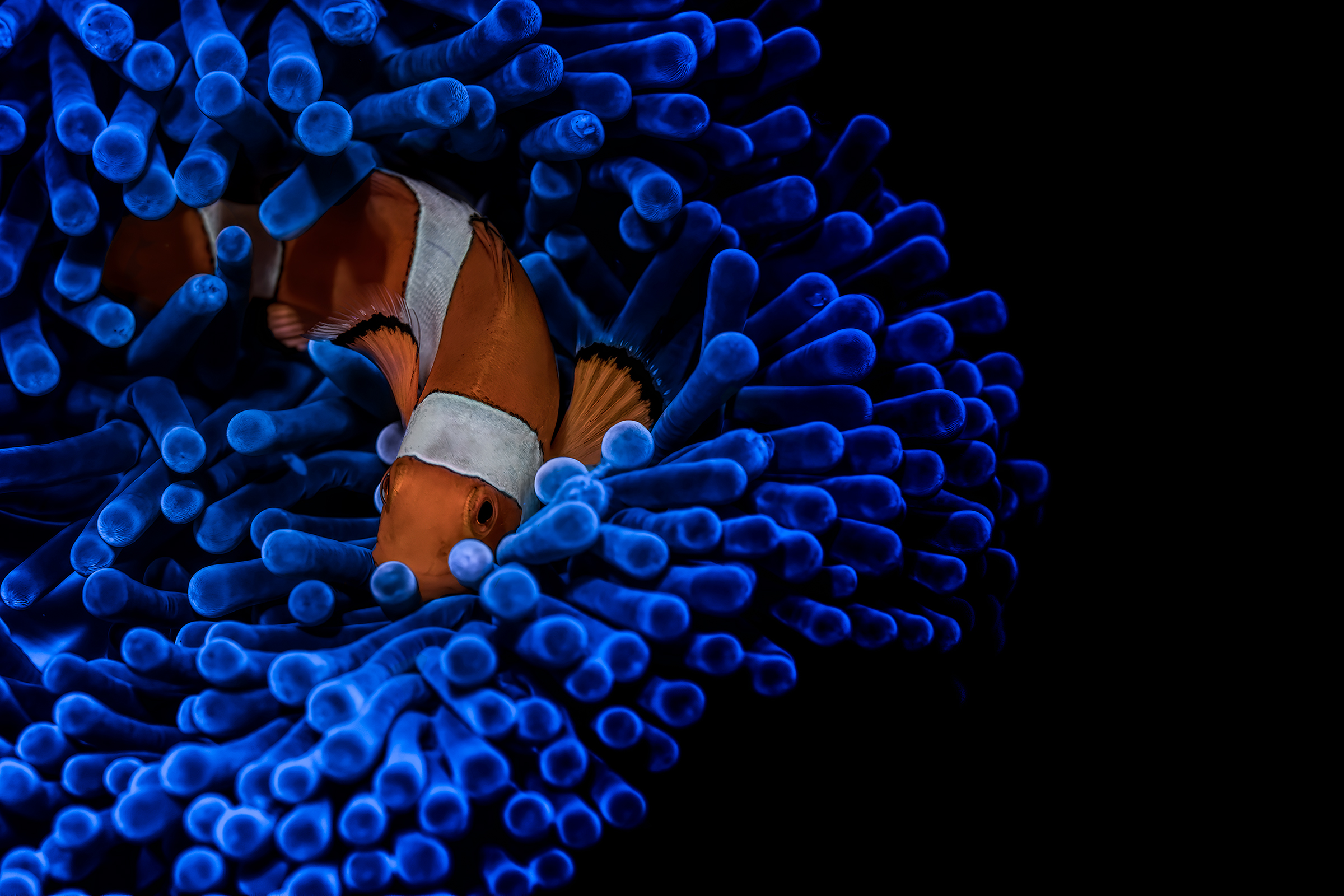 nel blu dipinto di blu