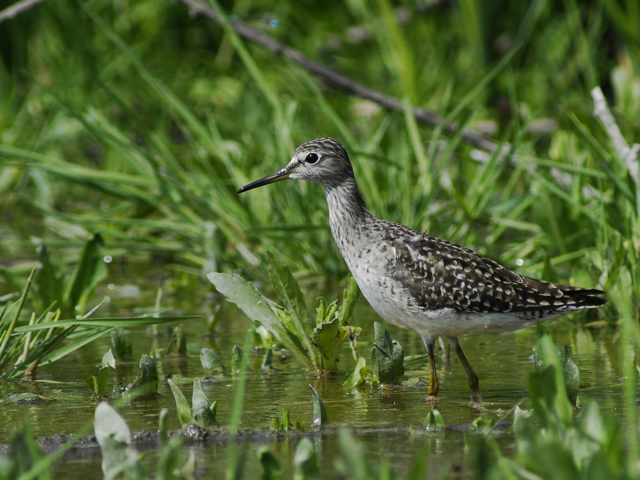 Piro Piro Boschereccio