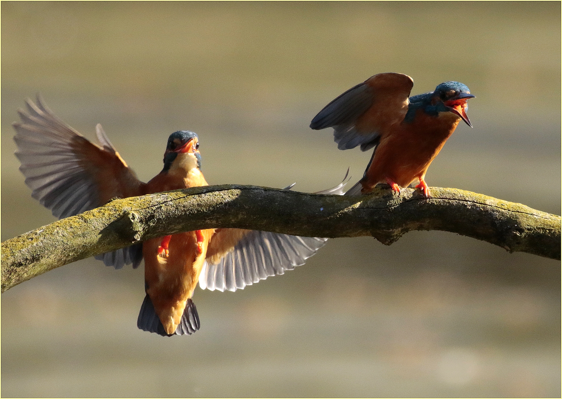 ,, Kingfisher ,, copy