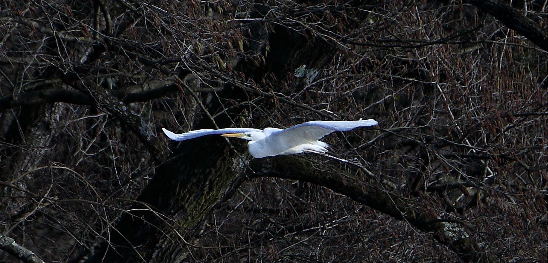 white major 22-02-2022