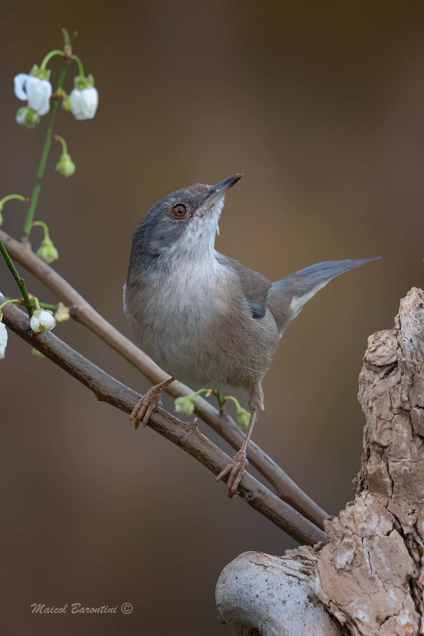 Femmina di occhiocotto