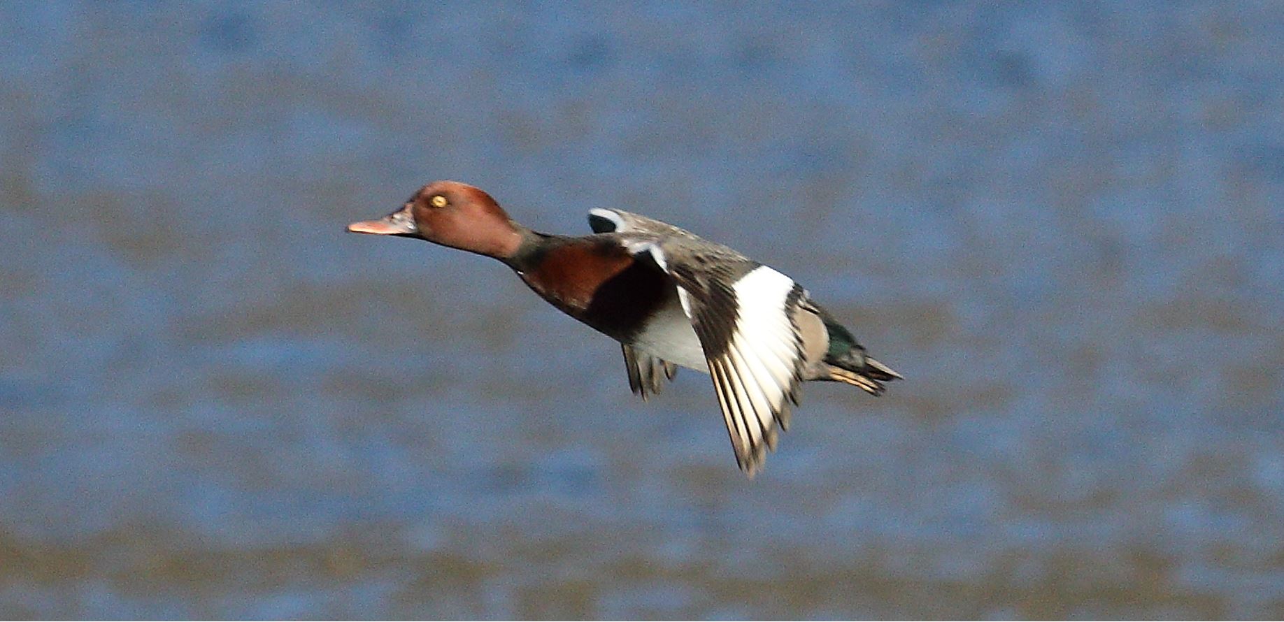 moriglione 22-02-2022