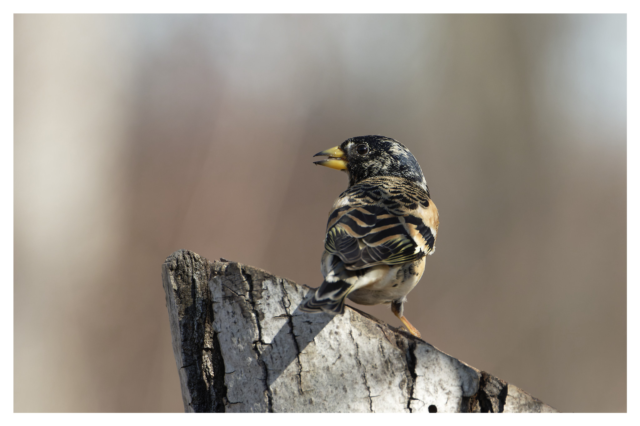 Brambling